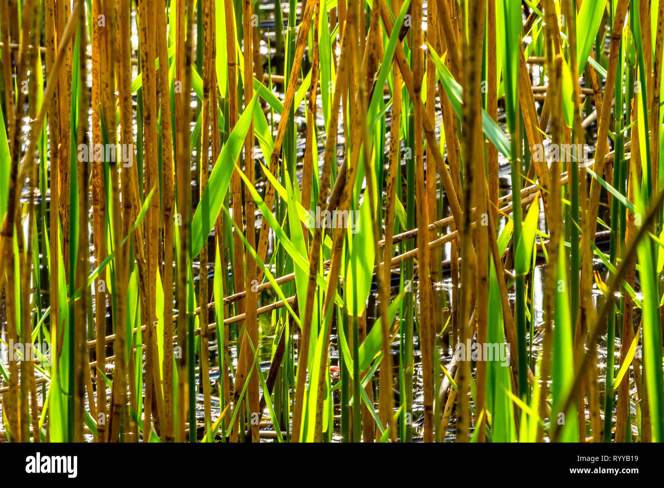 Uno sfondo di foglie di canne in verde e marrone. Foto Stock
