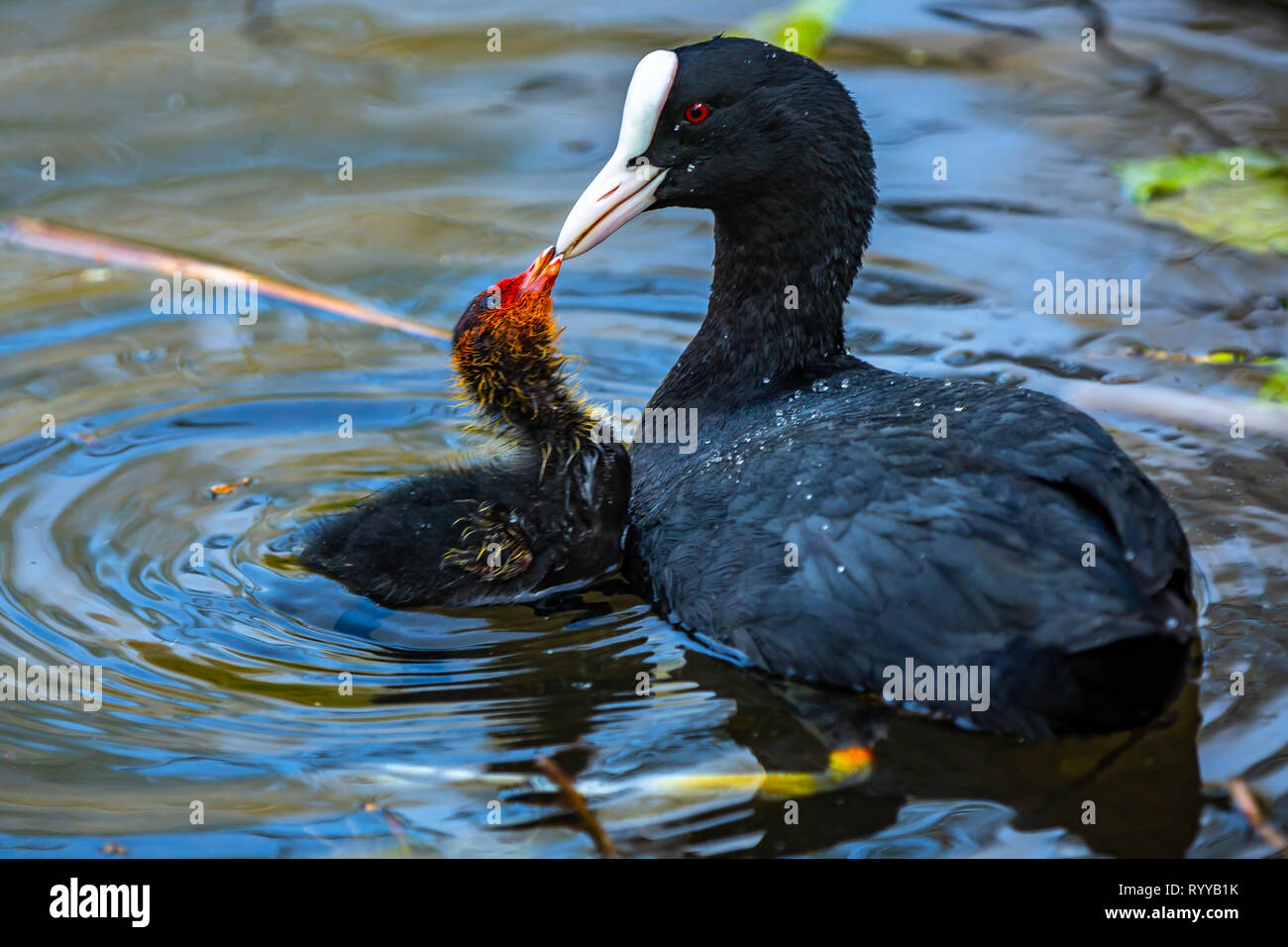 Buona genitorialità da una madre coot e bambino Foto Stock
