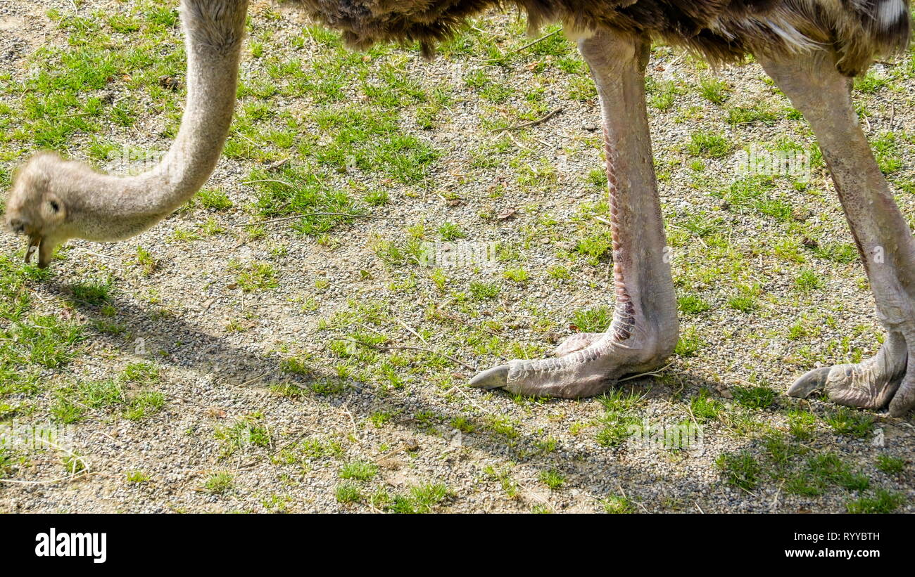 L'occhiata del becco dello struzzo dal suo lungo il collo e le sue gambe lunghe Foto Stock