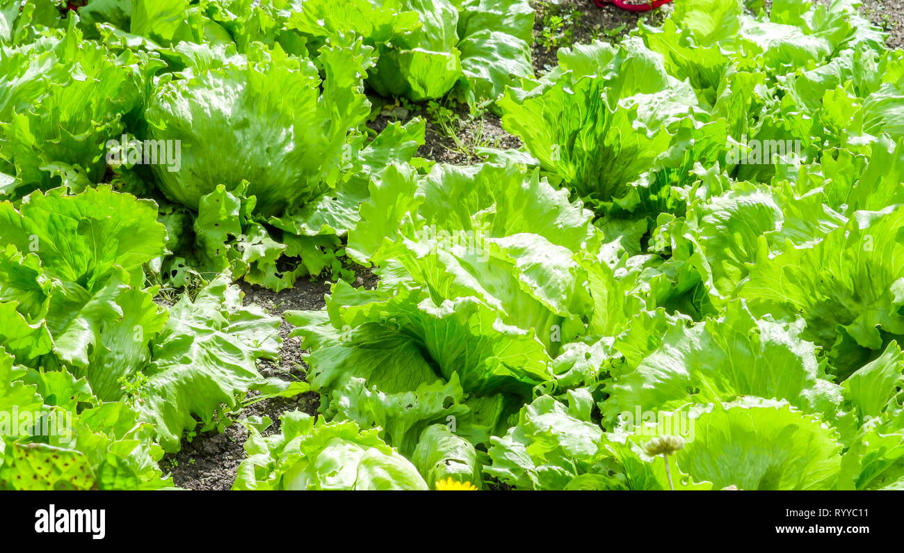 Alcune delle verdure a foglia verde sul giardino di piante fresche e altri ortaggi o legumi Foto Stock