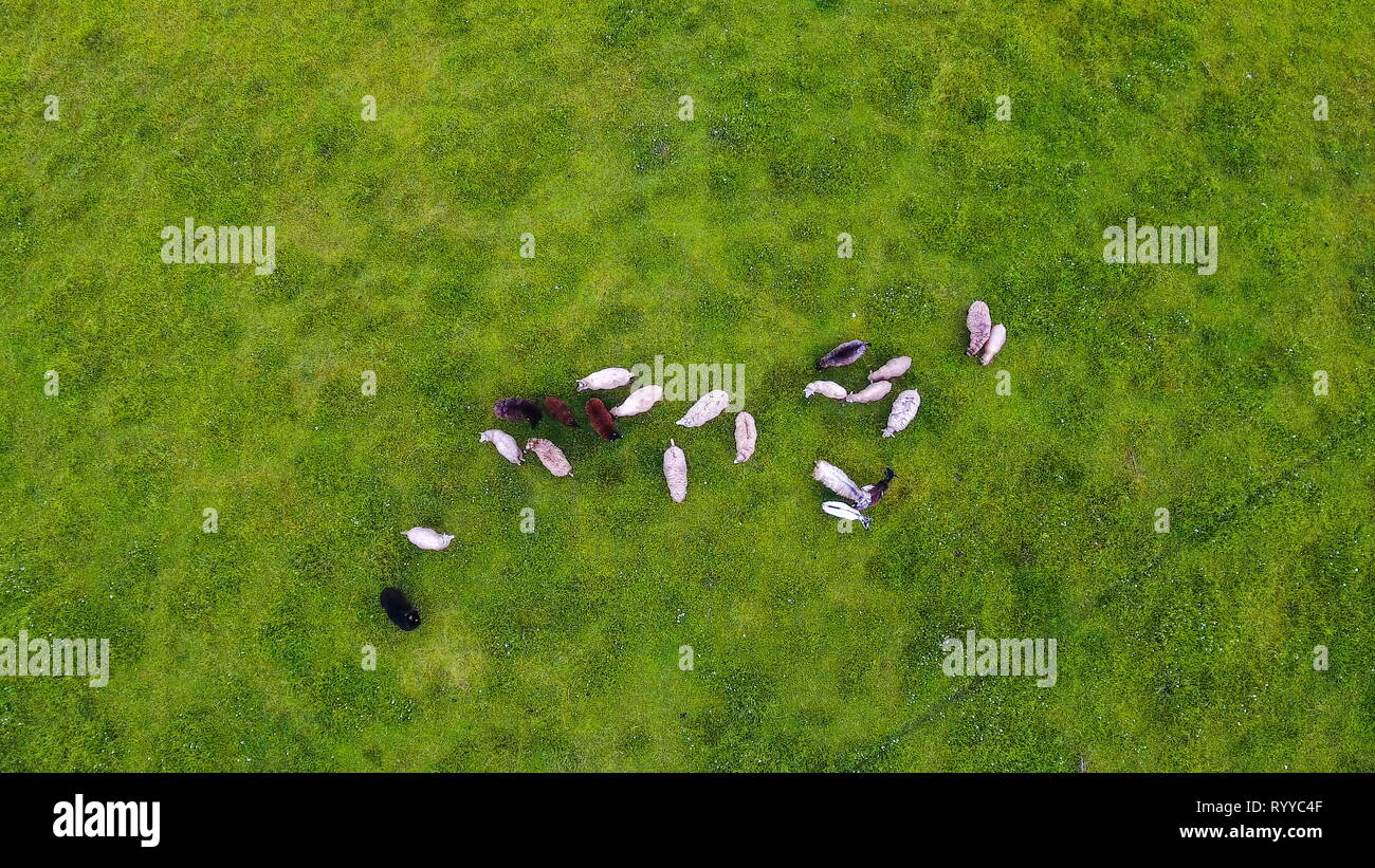 Un mazzetto di pecore nel campo di fattoria e mangiare il roaming intorno al verde erbe in Irlanda Foto Stock