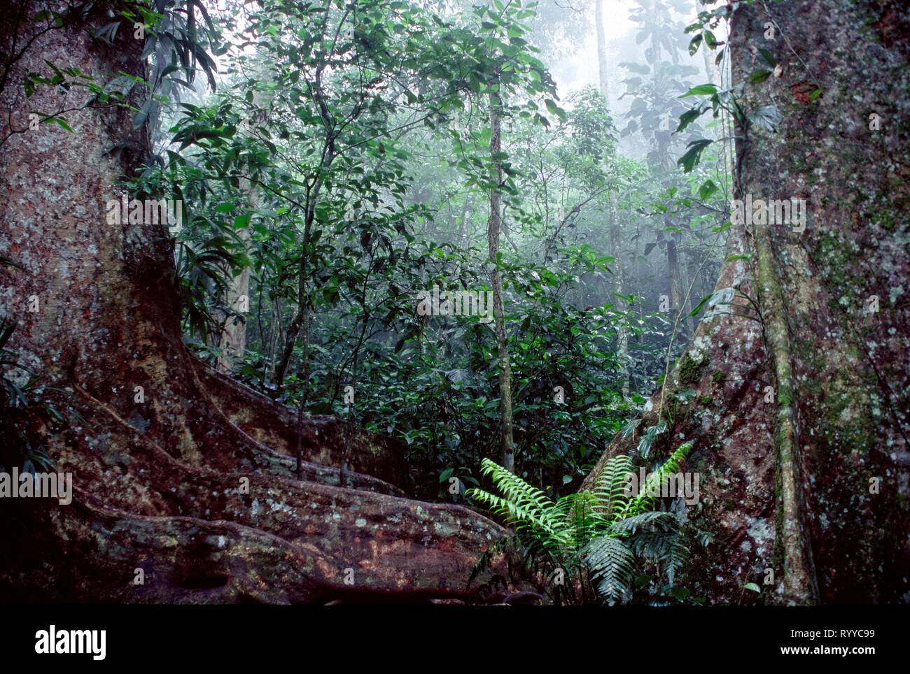 Una sintesi della giungla: Incredibile foresta pluviale nella giungla di tropici Venezuela Sud America. La conservazione del concetto di ecologia Foto Stock