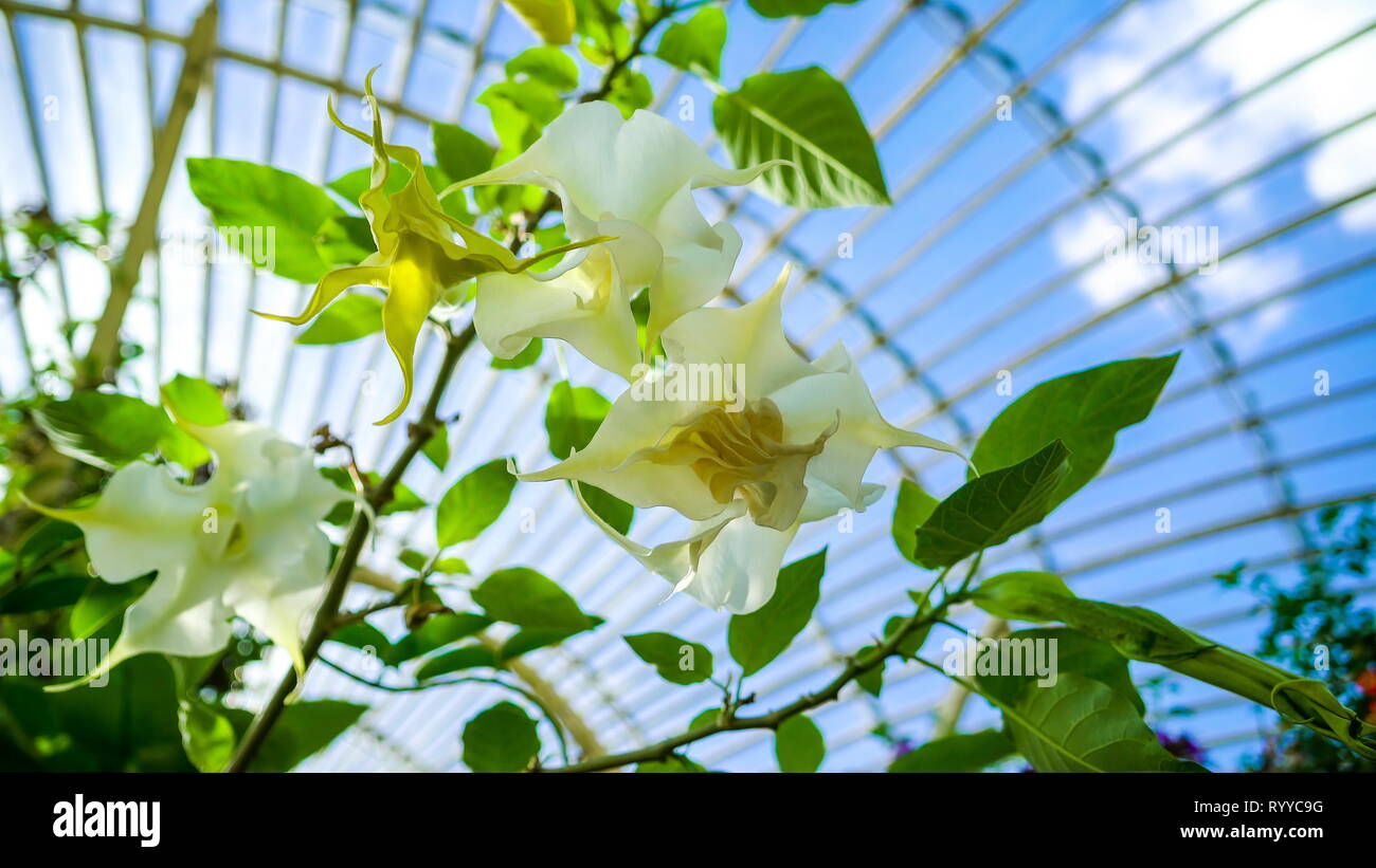 Il white orchid all'interno di un giardino botanico con le foglie verdi sotto il sole che splende Foto Stock