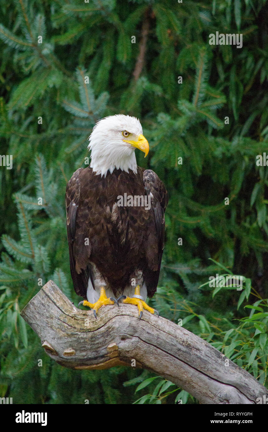 Aquila calva seduto su un ramo secco, eagle ritratto, wildlife wallpaper Foto Stock
