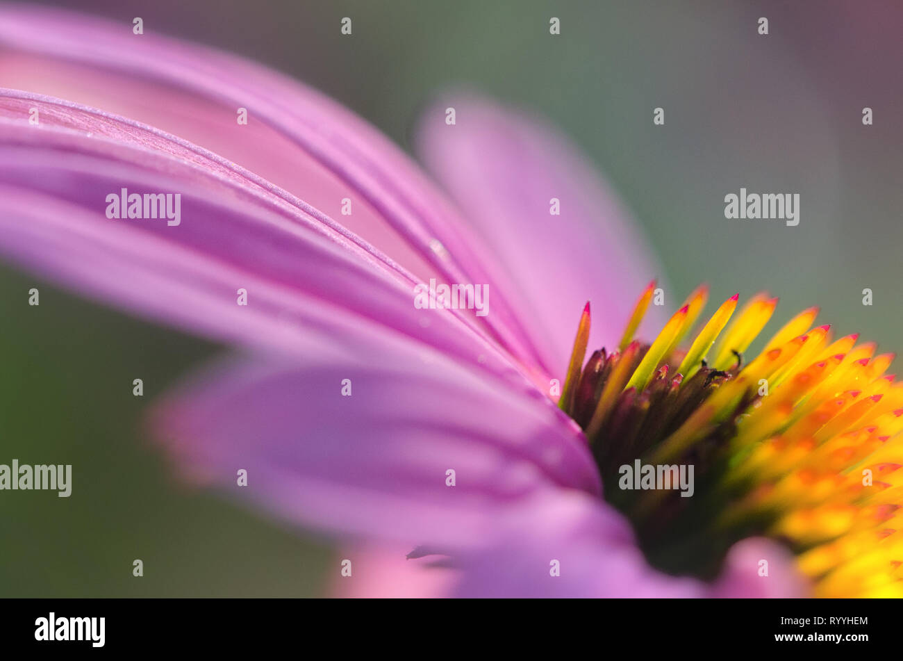 La foto di un fiore rosa con focus sulla parte stretta dei petali, il resto della fotografia sfocato, vicino, soft focus Foto Stock