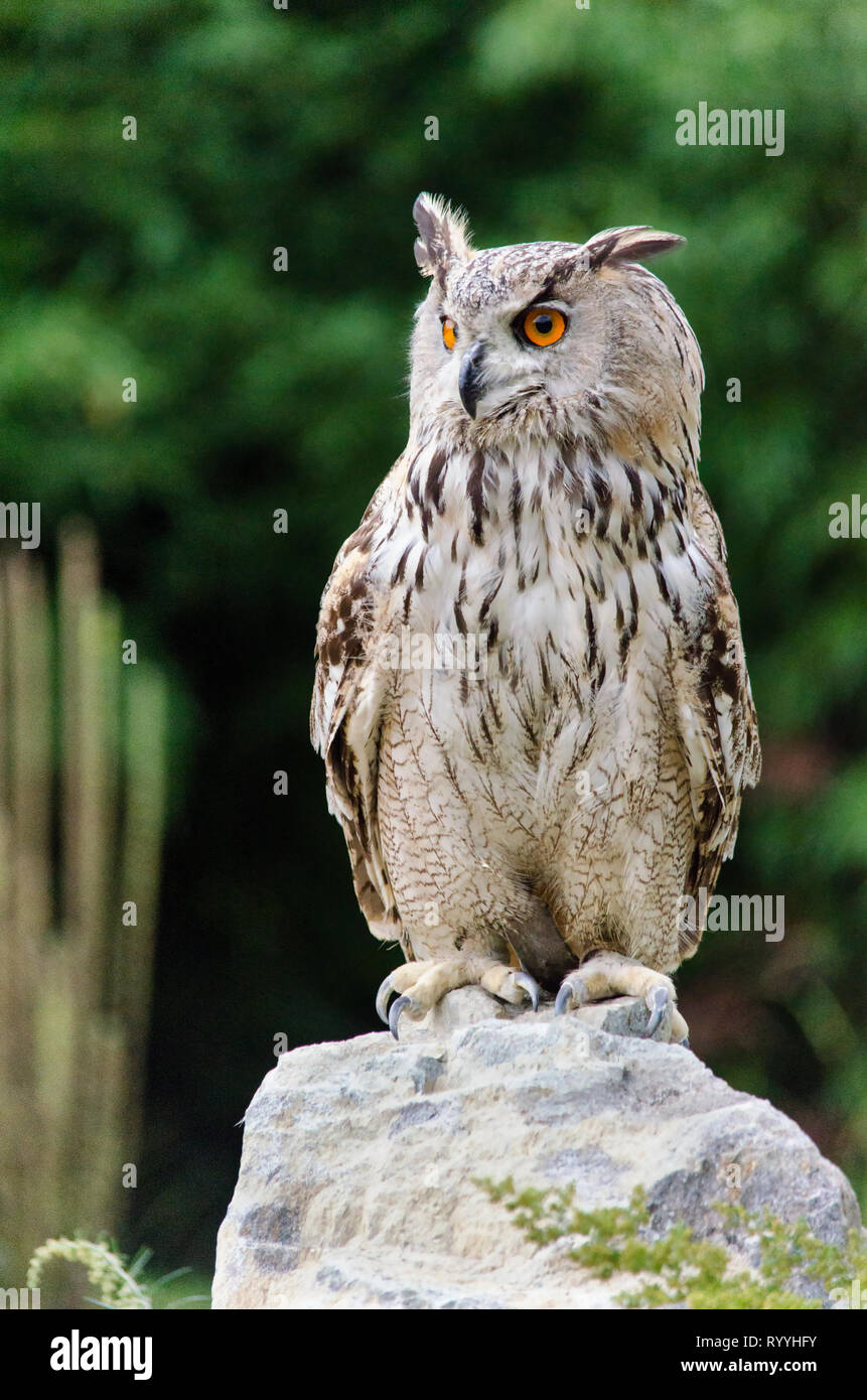 Il gufo con occhi Arancio è seduto sulla roccia, verde sullo sfondo della natura, della fauna selvatica, il gufo ritratto Foto Stock