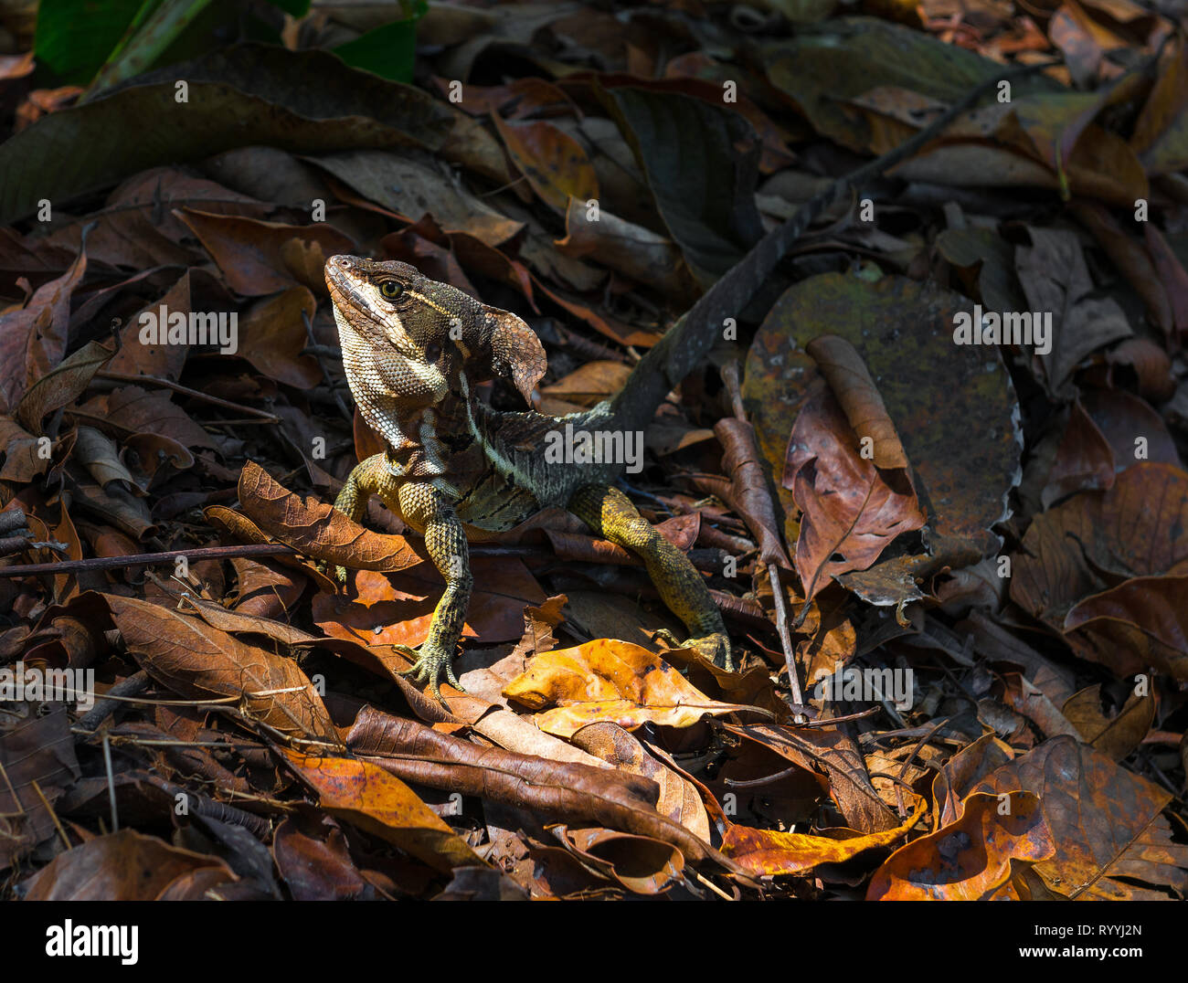 Un Cristo Jezus lucertola o basilisco (Basiliscus Basiliscus) nel suo ambiente naturale all'interno del parco nazionale di Corcovado, Osa Peninsula, Costa Rica, Centra Foto Stock