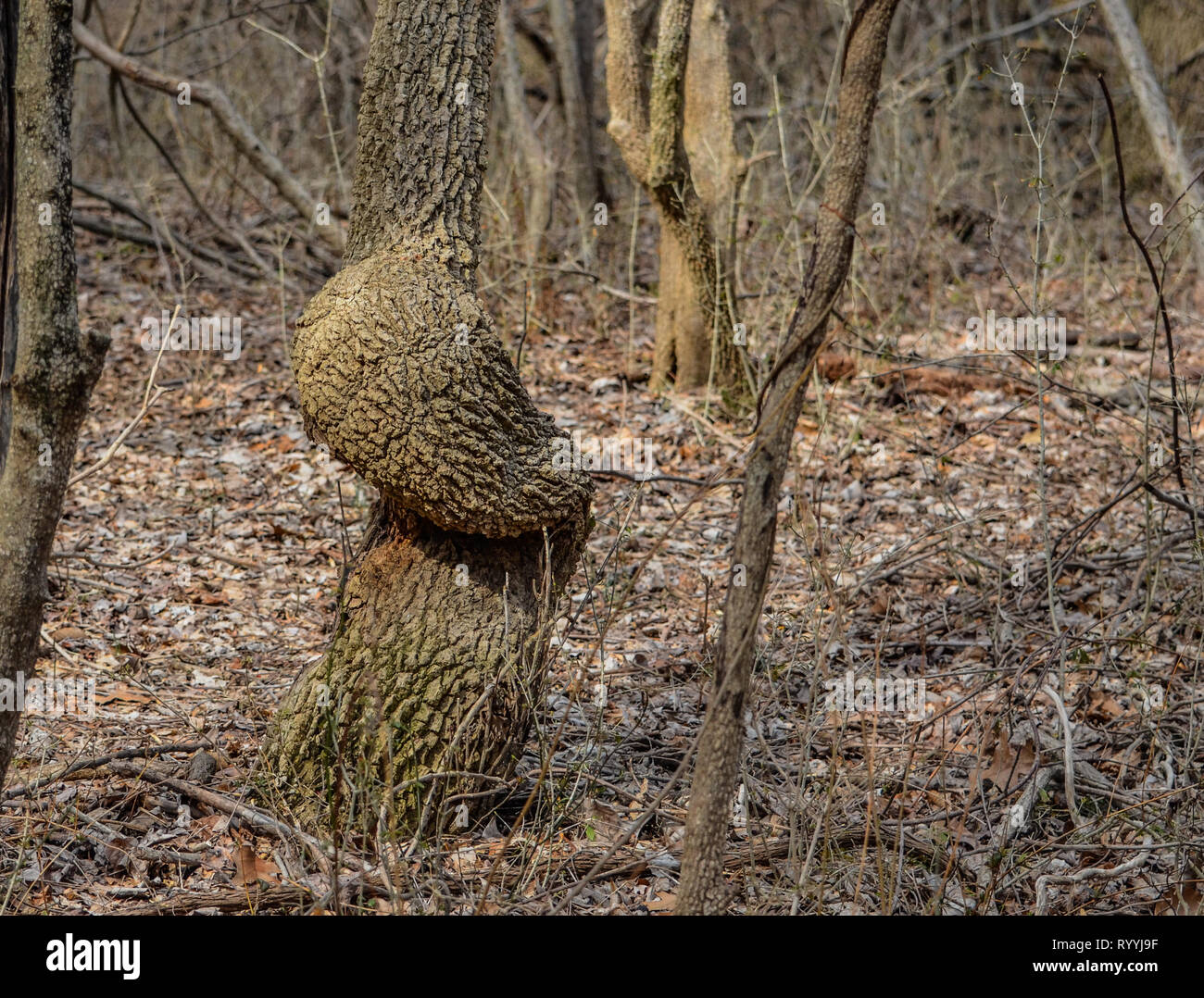 Un albero che cresce con un tronco ritorto. Foto Stock