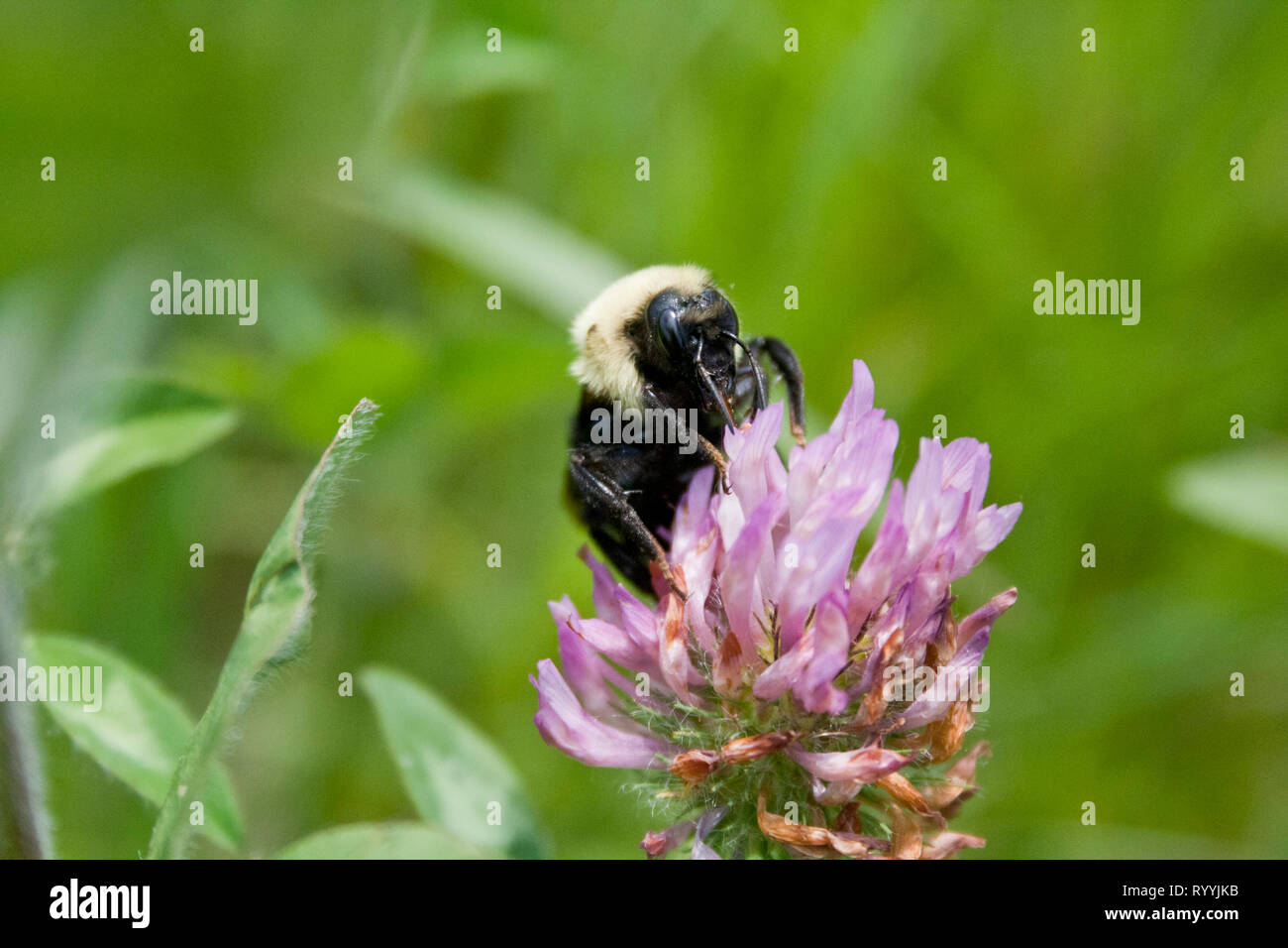 American Bumblebee (Bombus pensylvanicus) raccogliere il polline di un trifoglio rosso (Trifolium finzione) fiore. Lo sfondo è verde con diverse foglie. Foto Stock