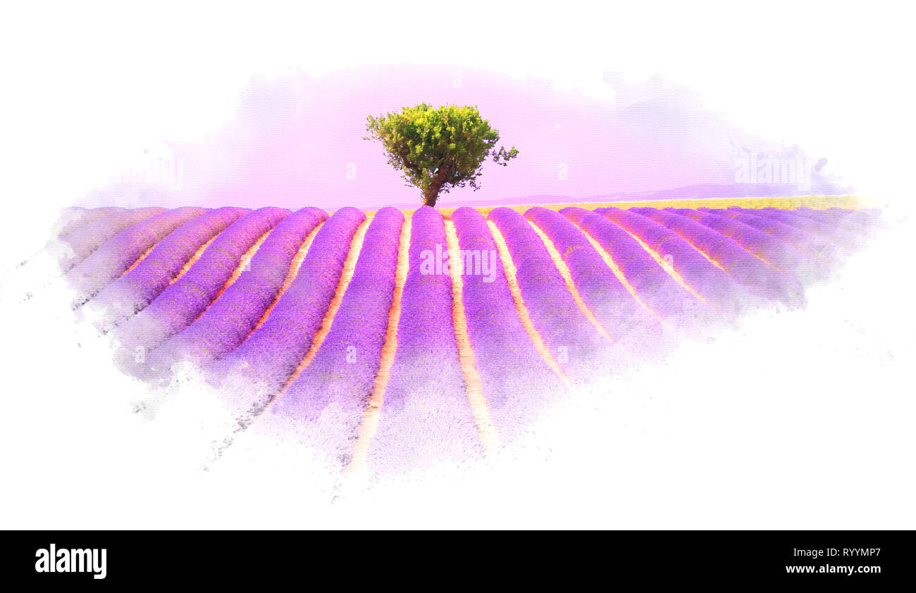 Campo di lavanda in Provenza, effetto acquerello illustrazione Foto Stock