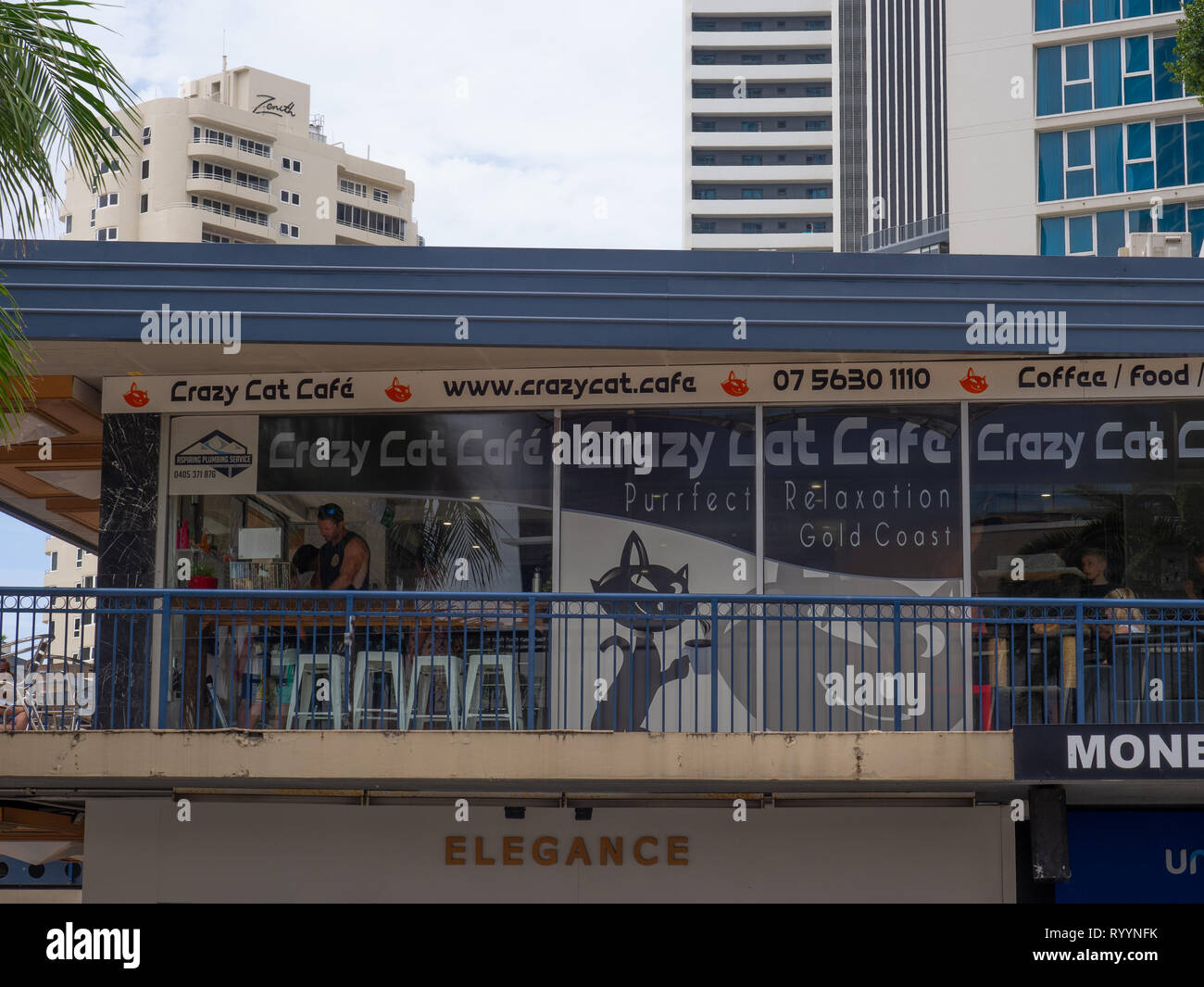 Crazy Cat Cafe Surfers Paradise Foto Stock