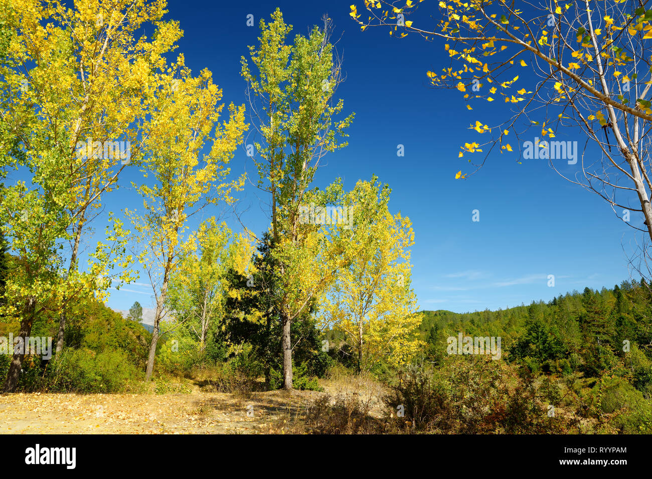 Scenic autunno vista cadono sulla foresta soleggiata giornata autunnale nella regione di Zagori, Epiro, nel nord della Grecia. Foto Stock