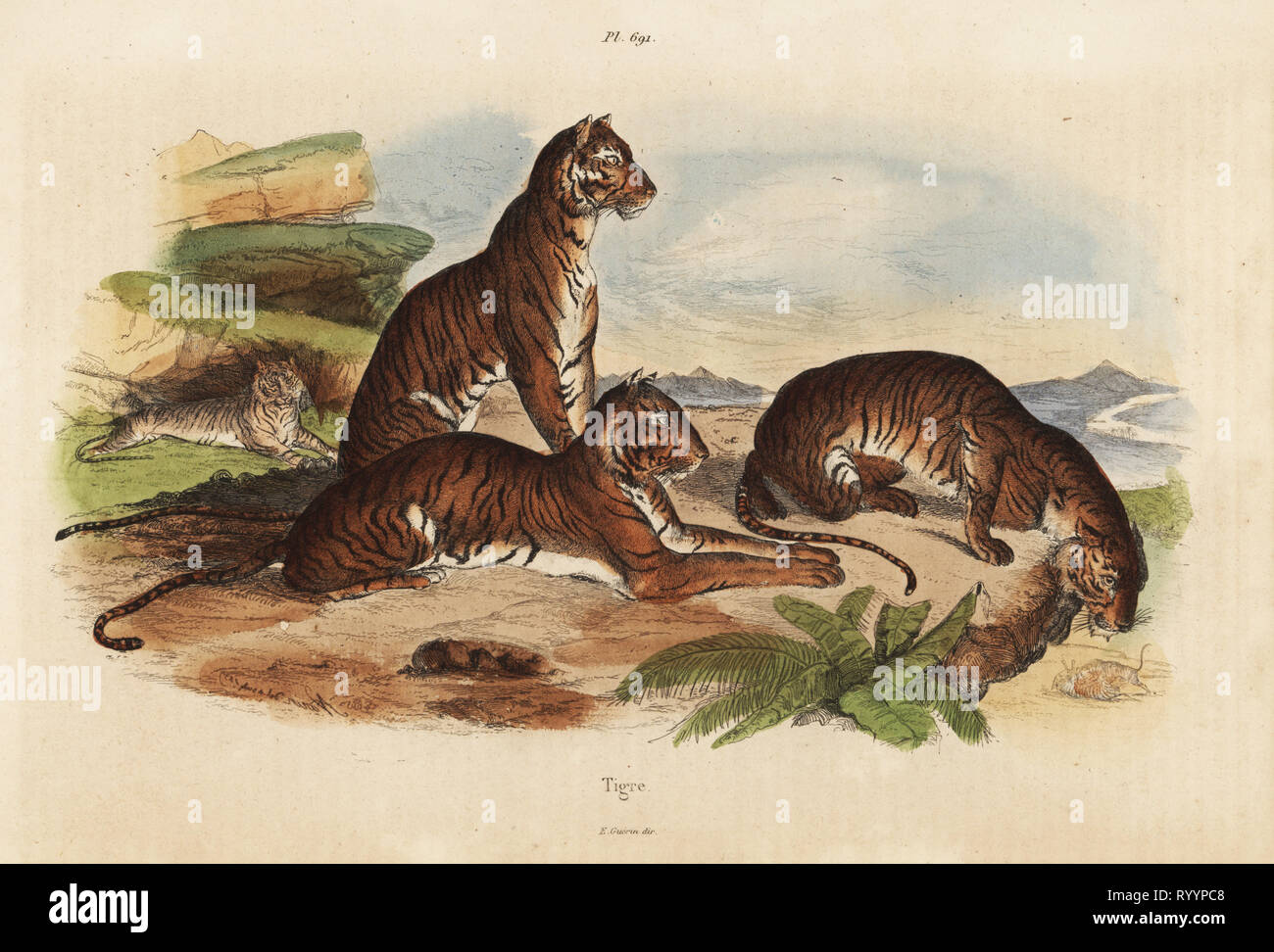 Tigri, Panthera tigri, in via di estinzione. Acciaio Handcolored incisione da Felix-Edouard Guerin-Meneville's Dictionnaire pittoresco d'Histoire Naturelle (pittoresco Dizionario di storia naturale), Parigi, 1834-39. Foto Stock