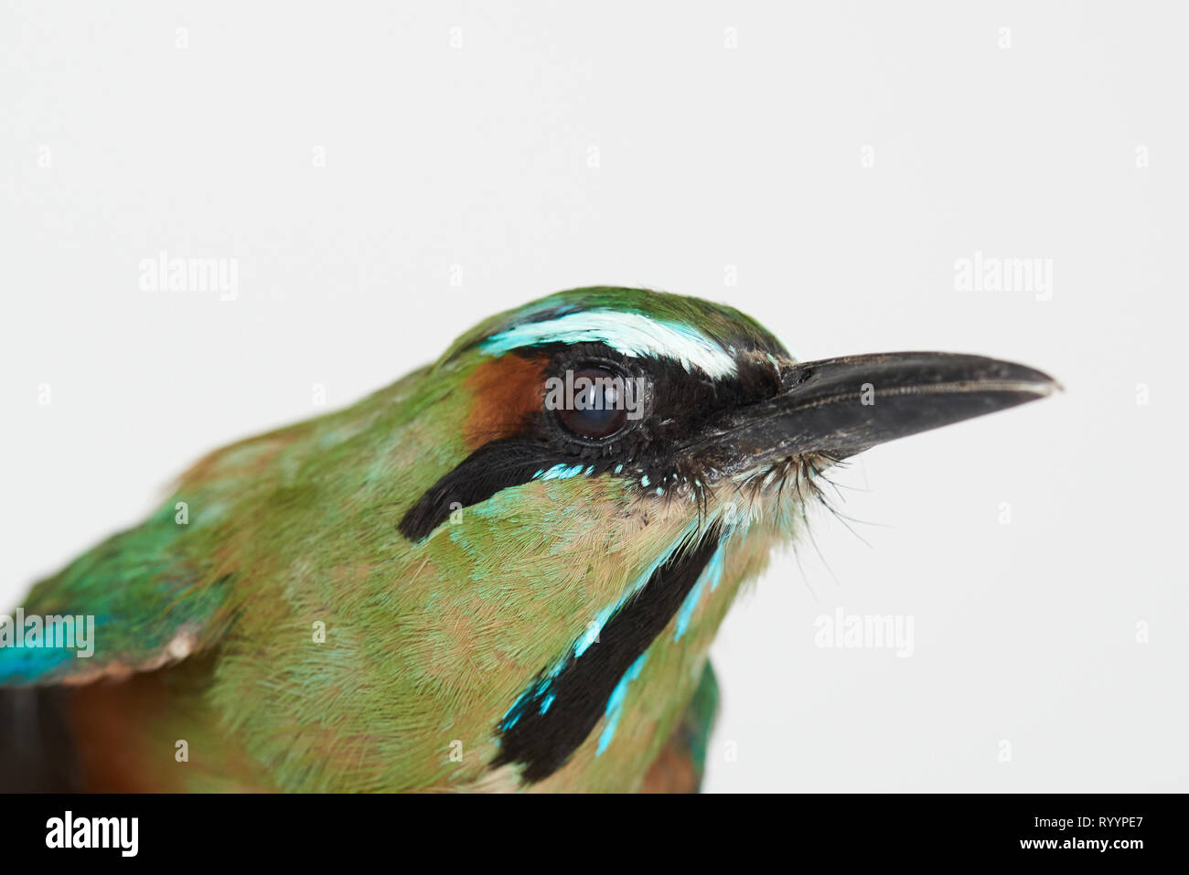 Close-up verticale di uccello verde isolato su bianco di sfondo per studio Foto Stock