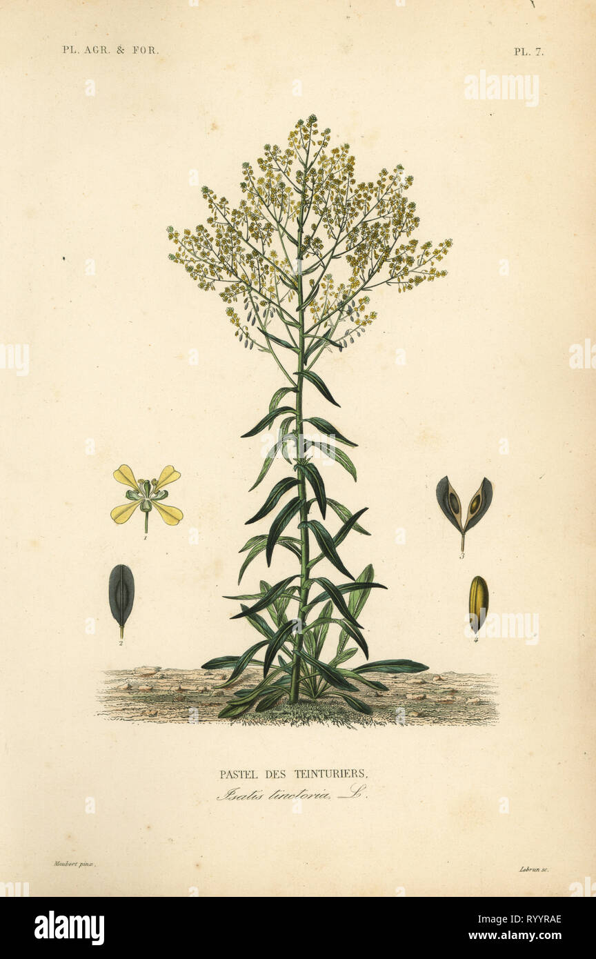 Dyer il guado, Isatis tinctoria, pastello des Teinturers. Acciaio Handcolored incisione di L. Lebrun dopo una illustrazione botanica da Edouard Maubert da Pierre Oscar Reveil, A. Dupuis, Fr. Gerard e Francois Herincq's La Regne Vegetal: Pianeti agricoles et Forestieres, L. Guerin, Parigi, 1864-1871. Foto Stock