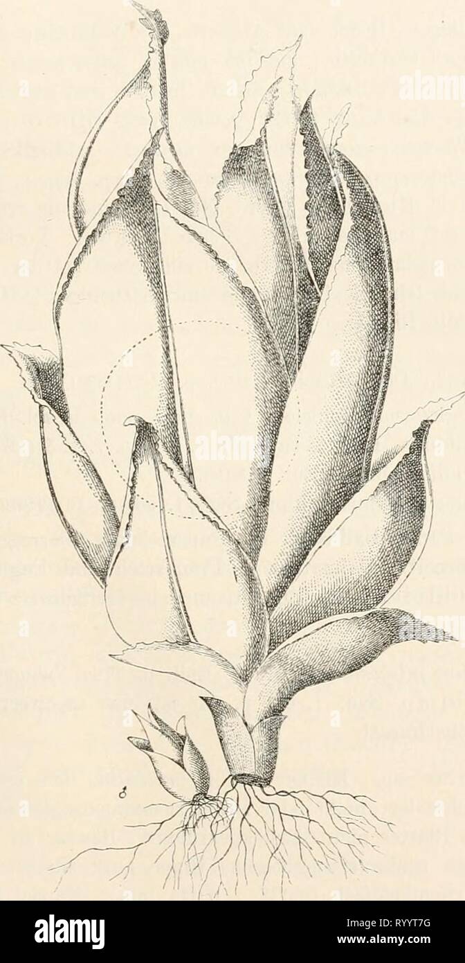 Dr L Rabenhorst's Kryptogamen-Flora von Dr. L. Rabenhorst's Kryptogamen-Flora von Deutschland, Oesterreich und der Schweiz . drlrabenhorstskr0401rabe Anno: 1890 179 Öa mm hingen: Blandow, Muse, frond. Mecklenb. fasc II. No. 52. Brcutel, Musci frond. No. 411. Rabenhorst, Bryotheca n. 151a-c. H. Müller, Westf. Laubm. No. 298. Zweihäusig; die S Pflänzchen sehr klein, meist 6 blättrig, oft Grunde dem des 2 Pflänzchens anhängend (Fig. 65 A). Die fruch- Fis:. 65. Foto Stock