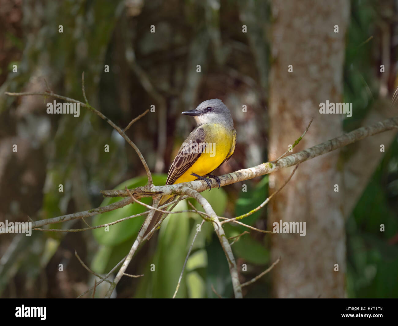 Tropical kingbird Tyrannus melancholicus Costa Rica Febbraio Foto Stock