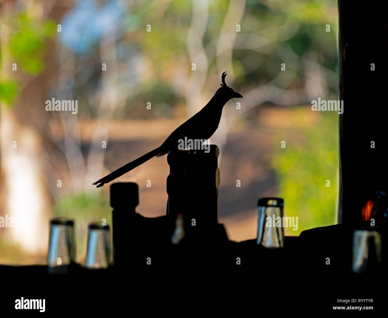 Bianco-throated magpie-jay Calocitta formosa cibo che assorbe dalla zona pranzo dell'hotel Costa Rica Foto Stock