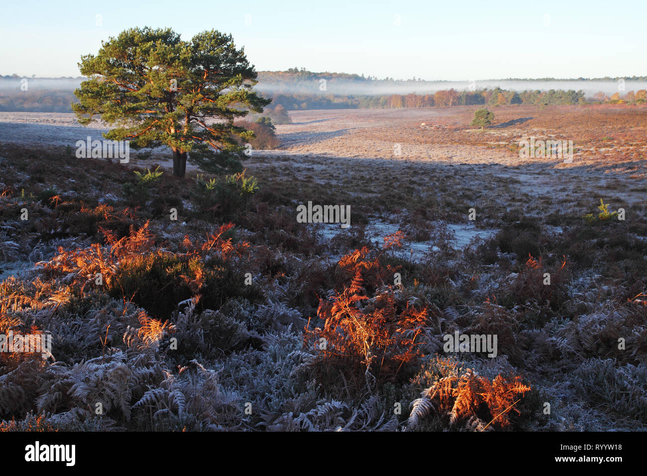 Vista dalla collina Mogshade con legno Bratley al di là di New Forest National Park Hampshire England Regno Unito Foto Stock