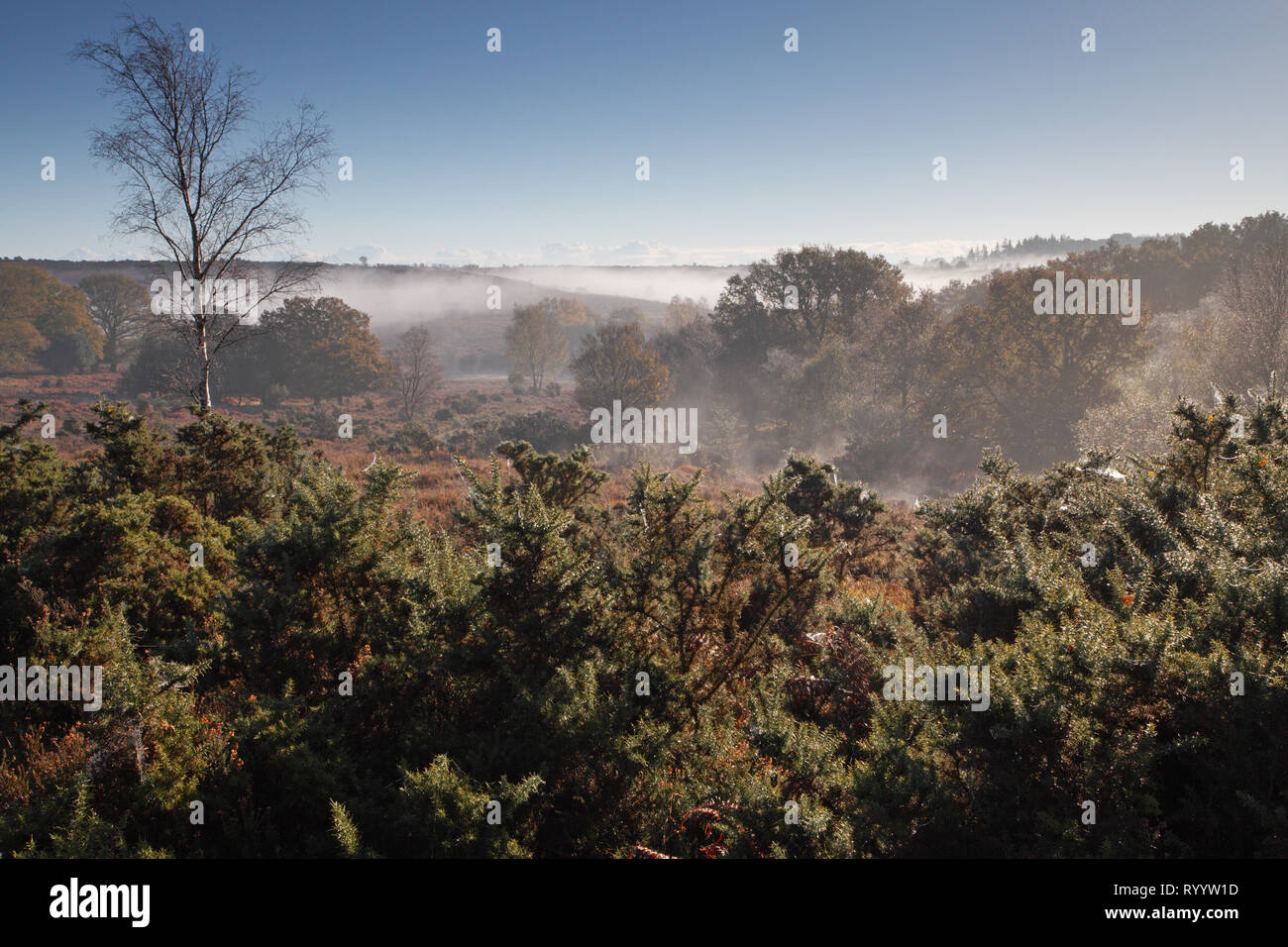 Foschia sopra gorse brughiera coperta dal Lodge Hill per Ashley foro nuovo Parco Nazionale della Foresta Inghilterra Hampshire REGNO UNITO Foto Stock