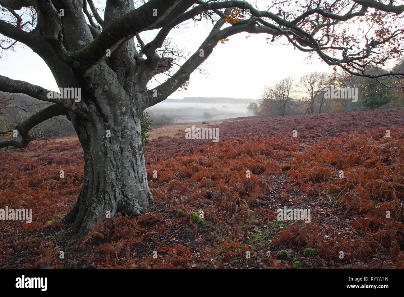 Vista dal legno Bratley di Highland acqua Inclosure New Forest National Park Hampshire England Regno Unito Foto Stock