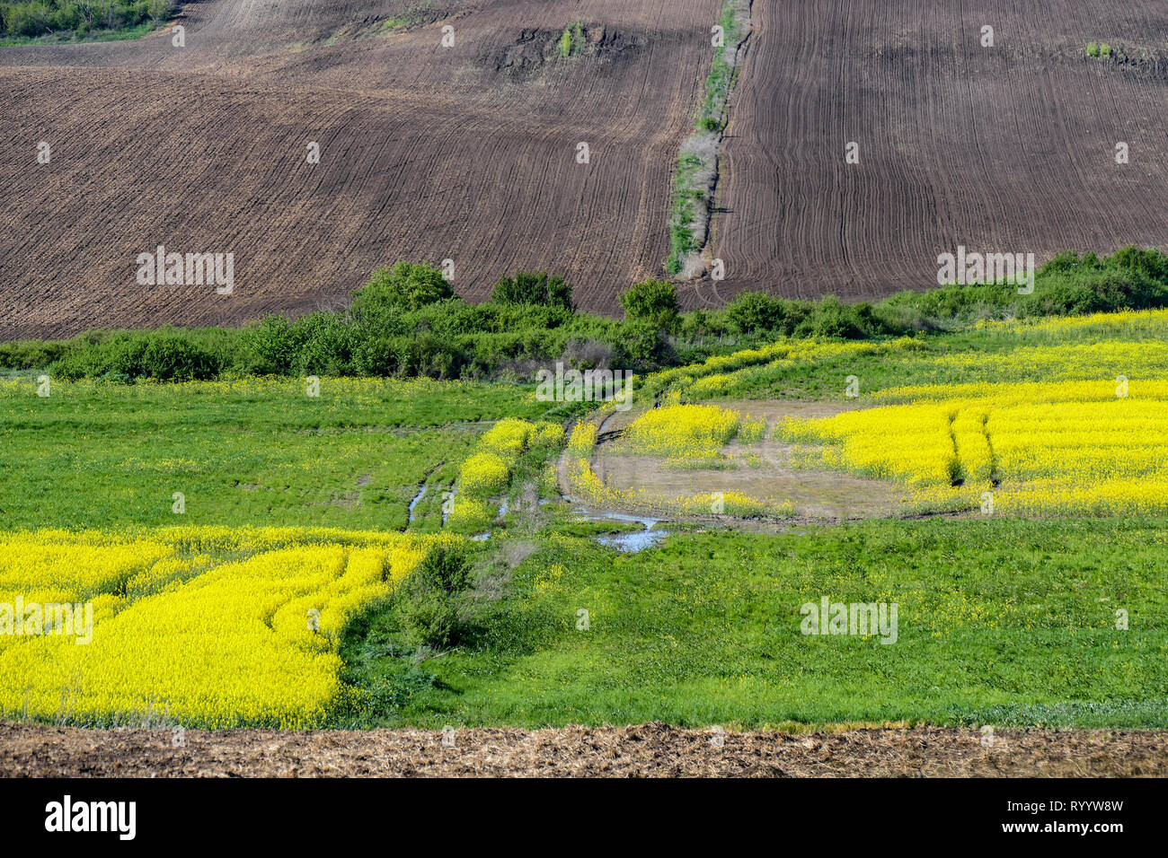 Ampio terreno coltivato con campi separati e la fioritura di colza gialli. Terra Аrable. Foto Stock