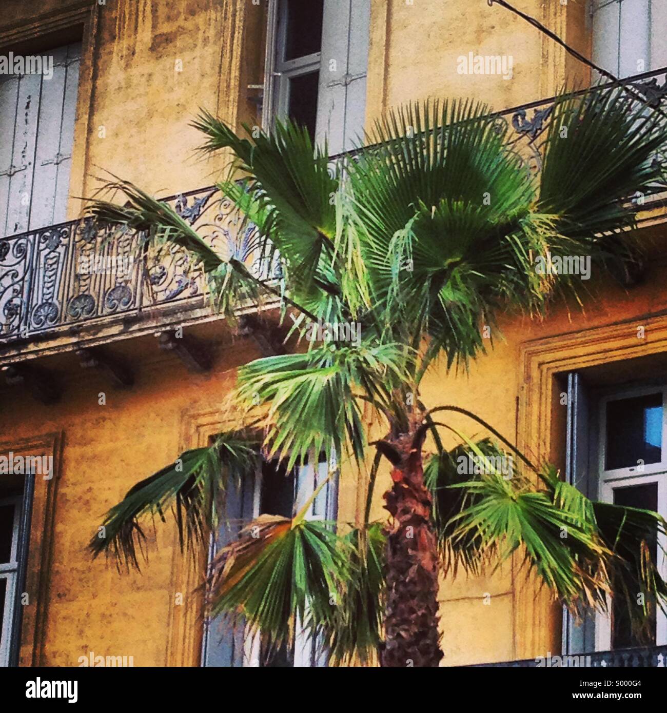 Palm tree nelle strade di Montpellier, Francia meridionale Foto Stock