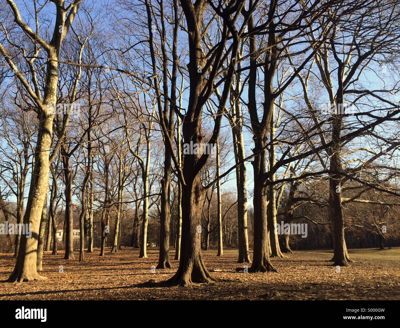 Un soleggiato macchia di alberi di Prospect Park a Brooklyn, New York. Foto Stock