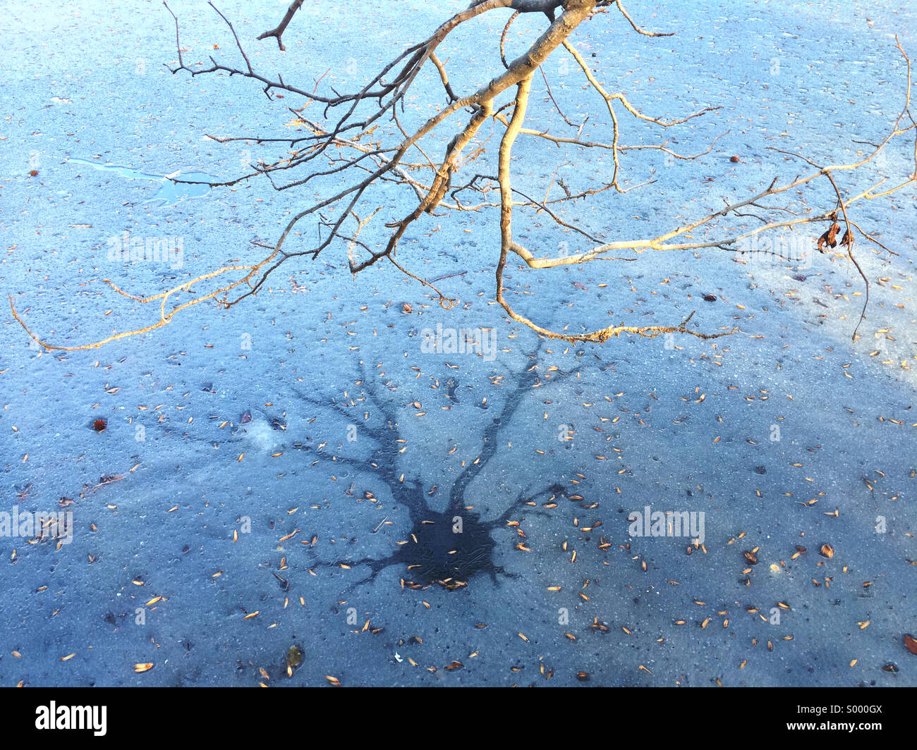 Un basso appeso ramo getta un'ombra sulle acque congelate di Prospect Park Lake a Brooklyn, New York. Foto Stock