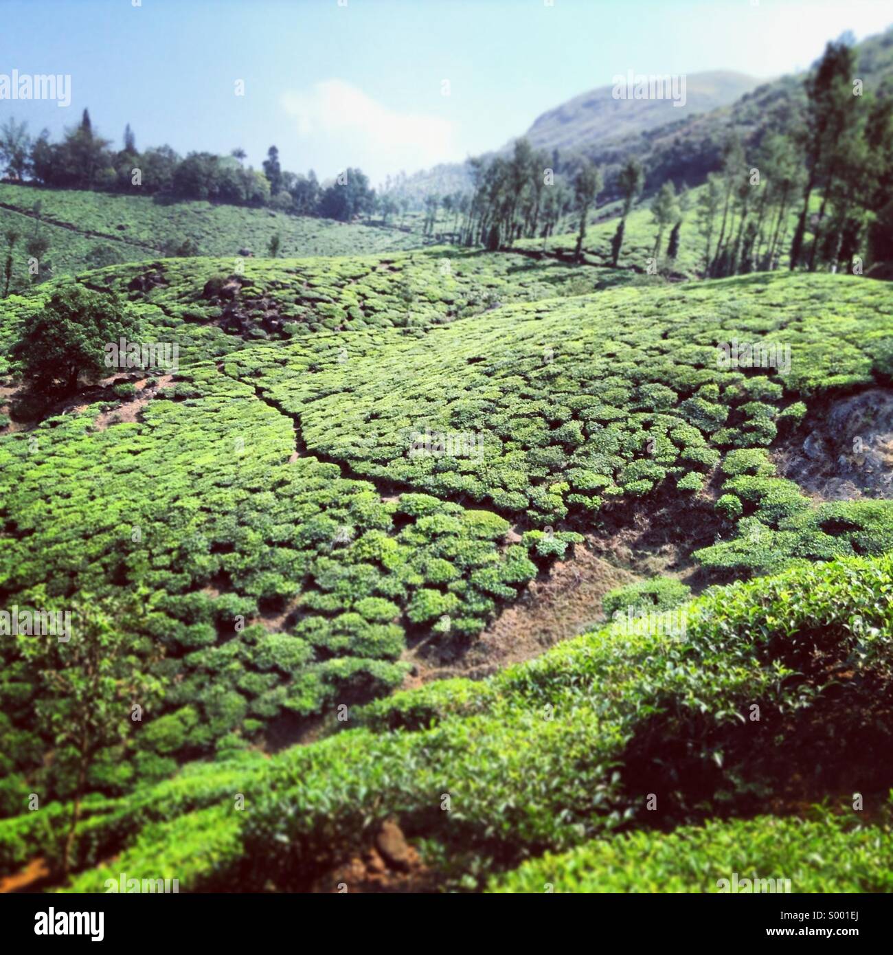 Lato della collina tea break a wayanad,kerala Foto Stock