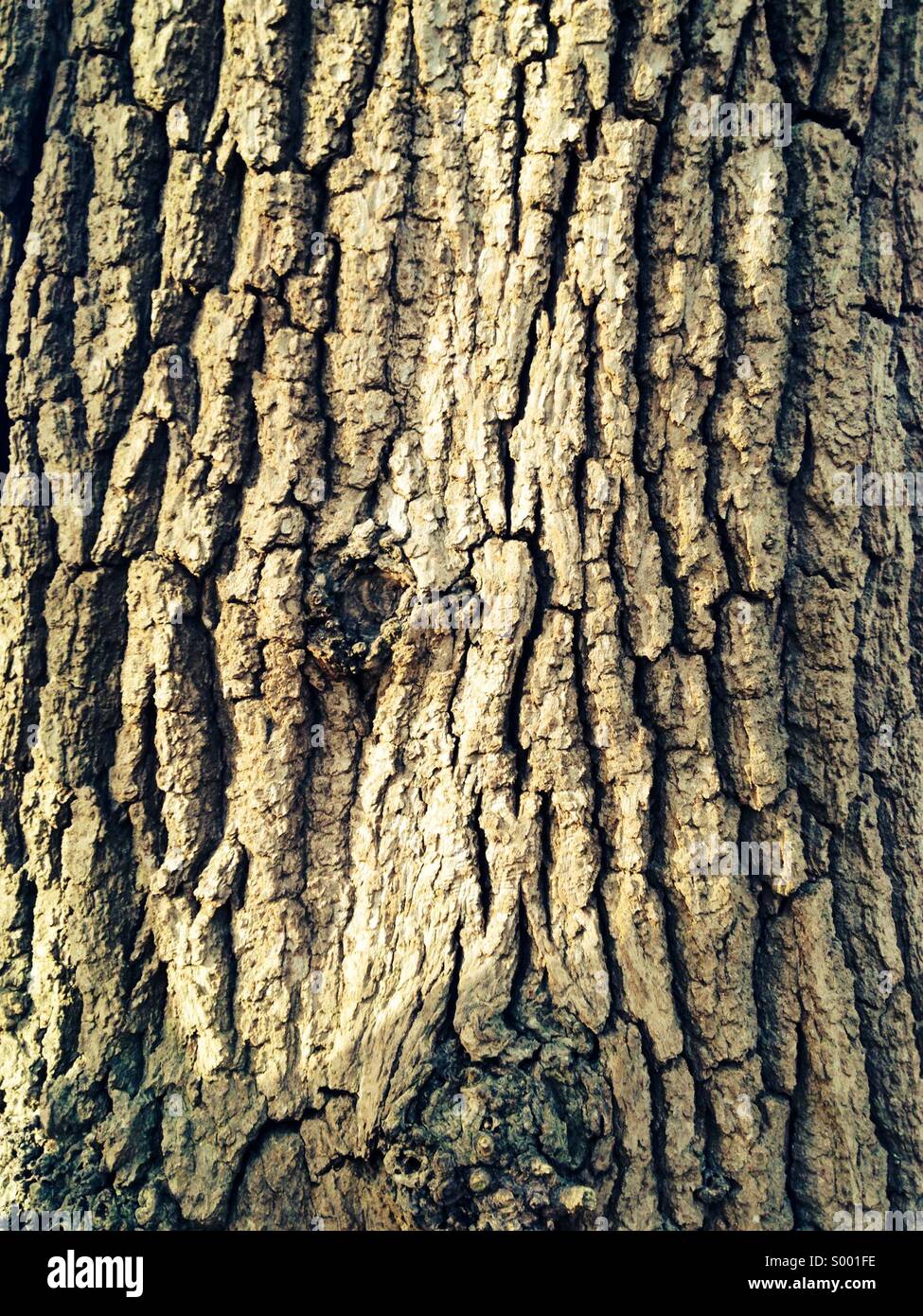 Corteccia di albero Foto Stock