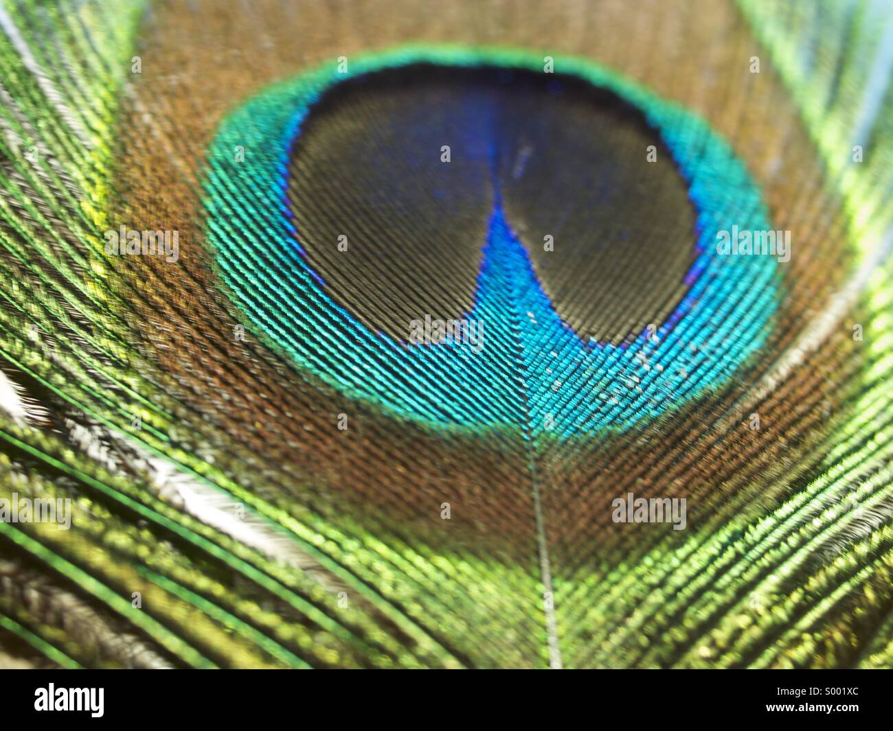 Piuma del pavone Foto Stock