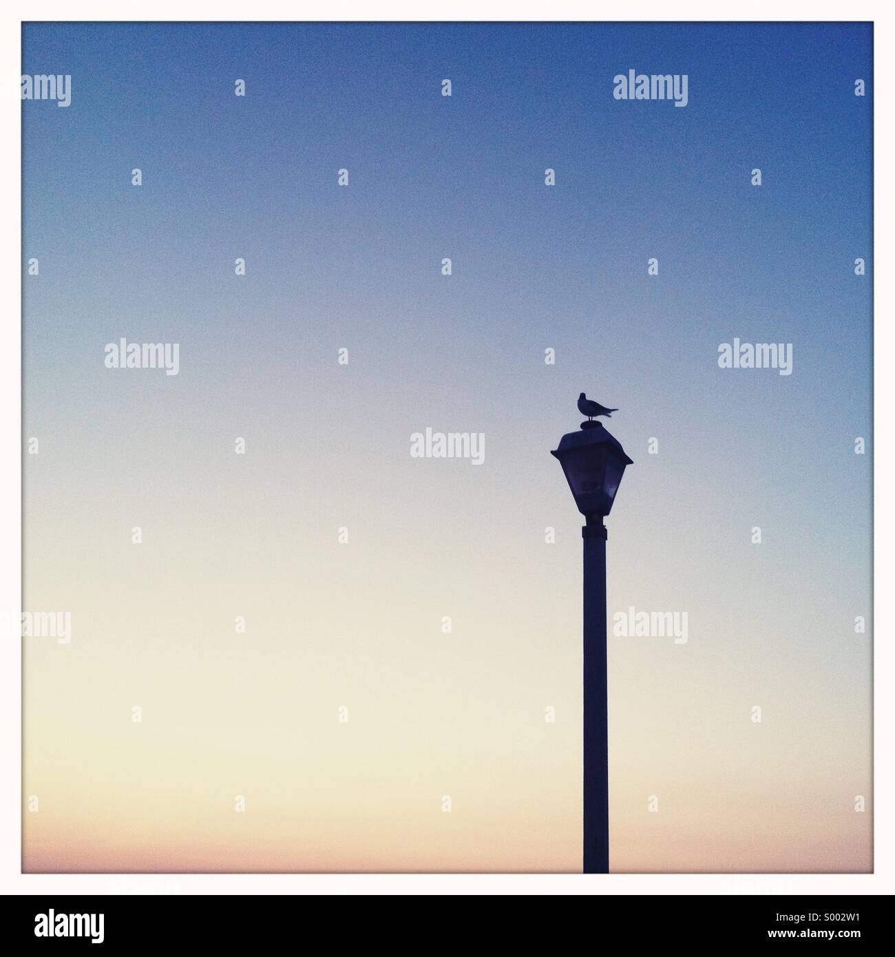 Un lampione con un uccello seduto sulla parte superiore con un vuoto di cielo blu Foto Stock