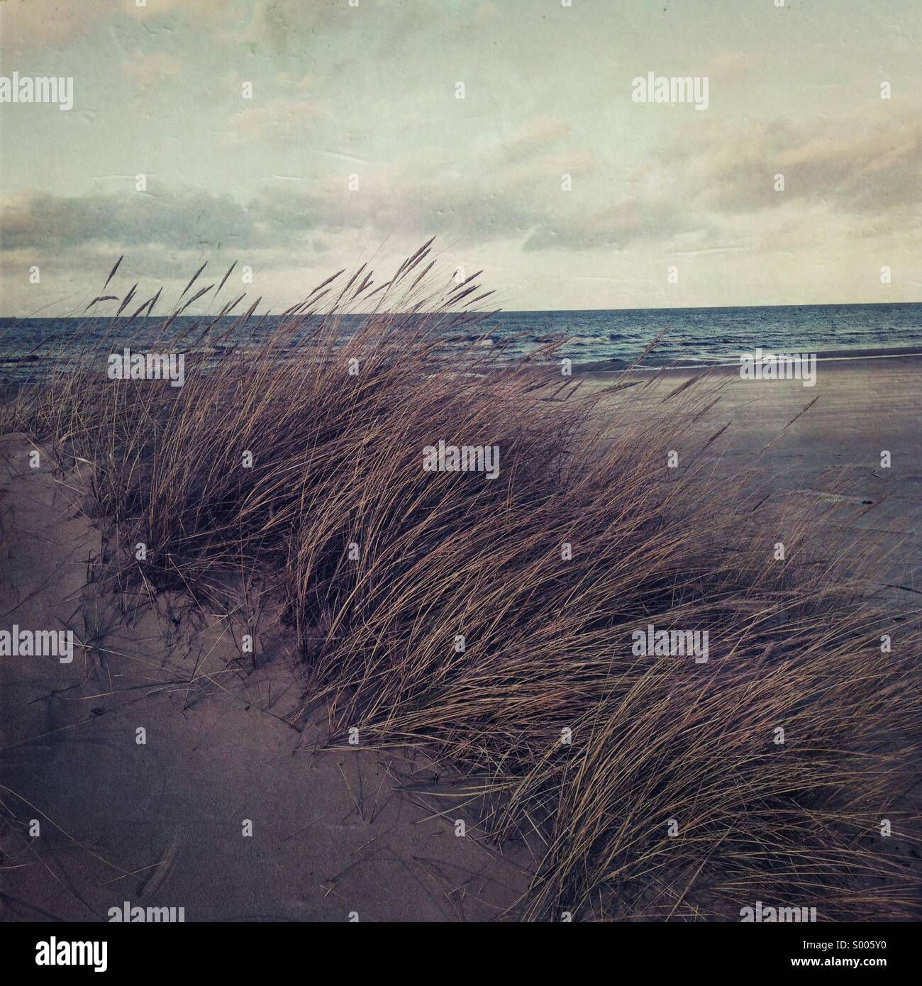 Erba sulla spiaggia di jurmala nella giornata d'autunno. Caduta. La lettonia. Mar Baltico Foto Stock