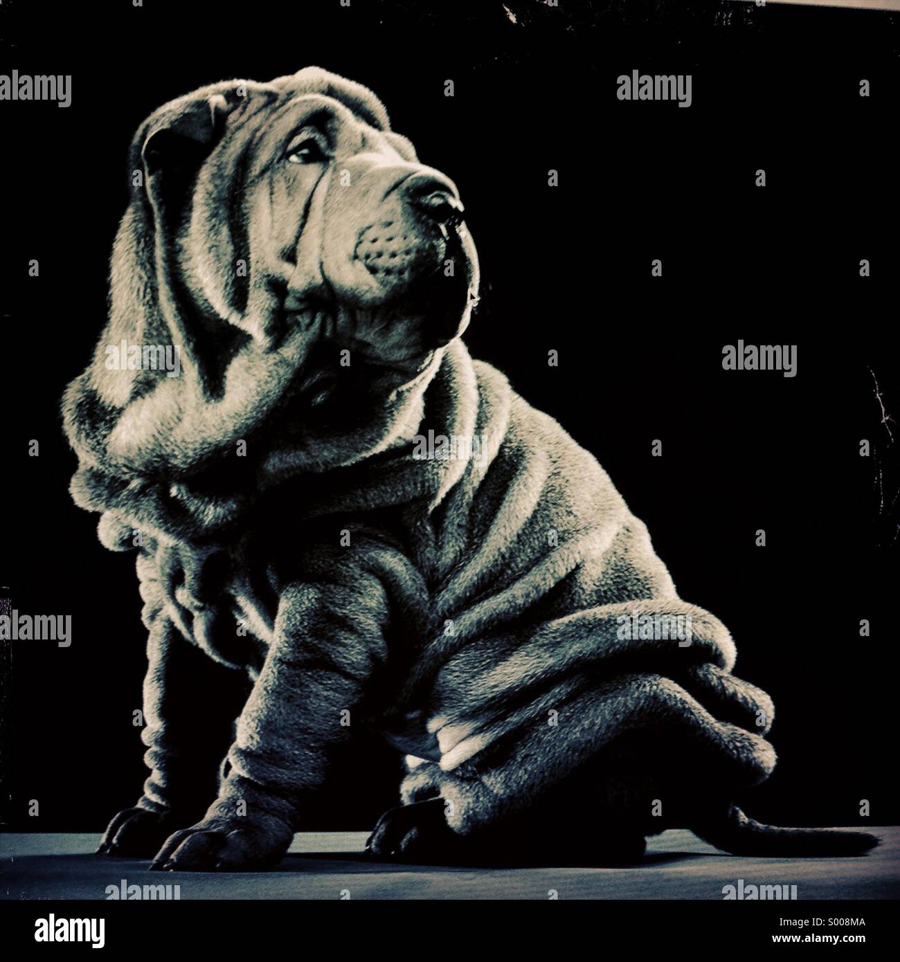 Rugoso Sharpei Cucciolo Di Cane Foto Immagine Stock 309793466 Alamy