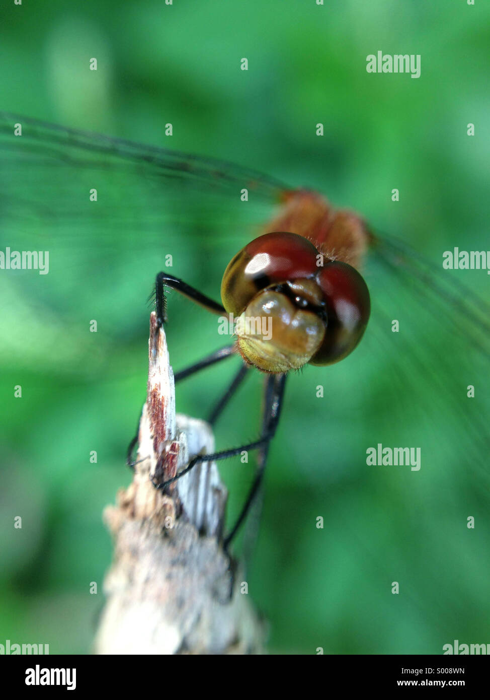 Dragonfly seduto su un ramo. - Immagine stock catturata con smartphone