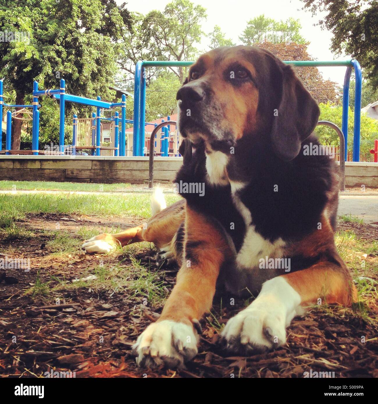 Cane rilassante in un parco Foto Stock