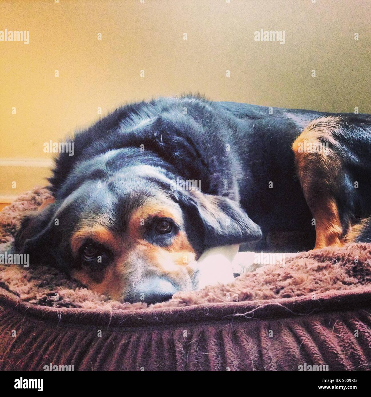 Cane rilassante sul suo letto Foto Stock