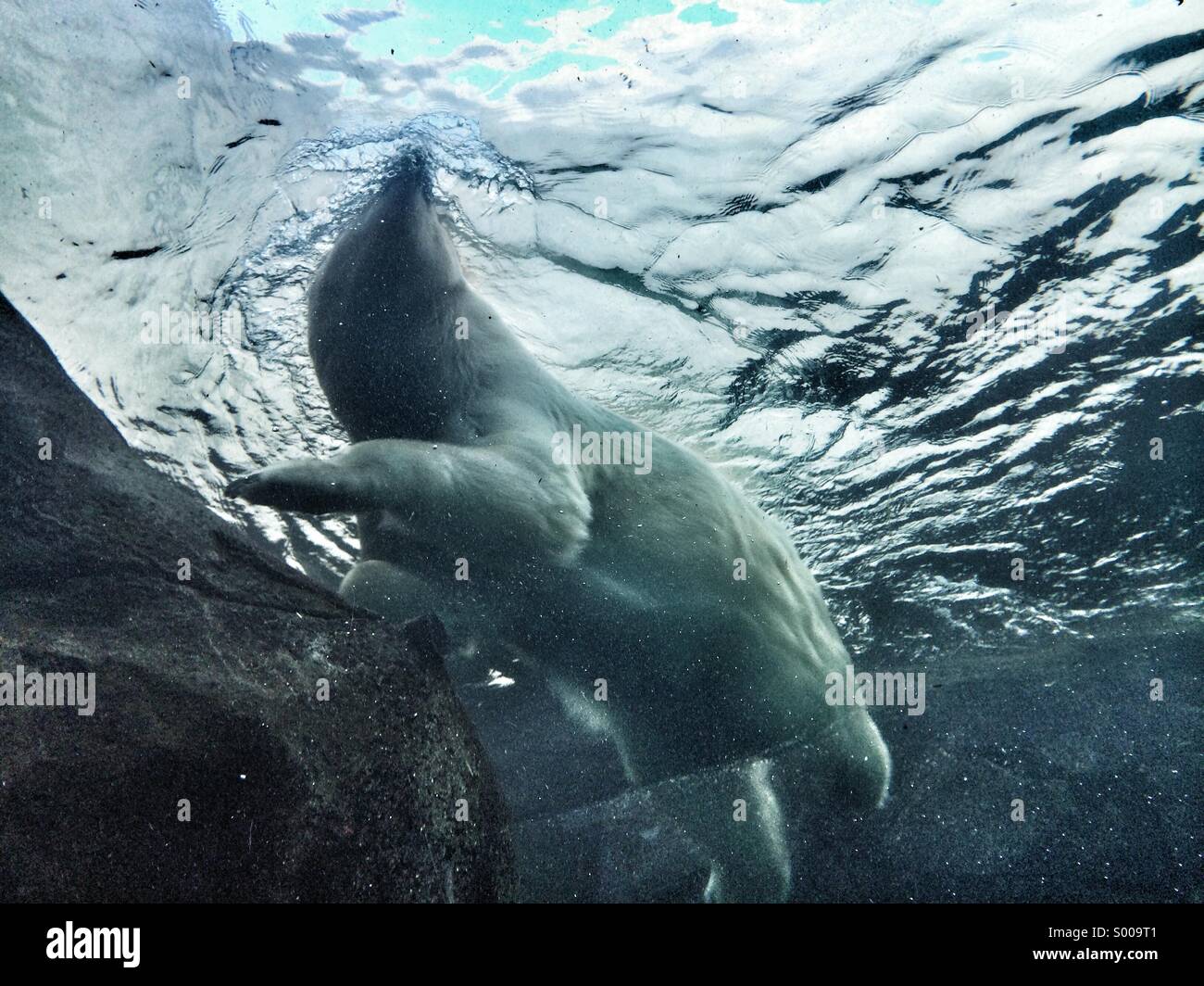 Un orso polare catturato da sotto. Foto Stock