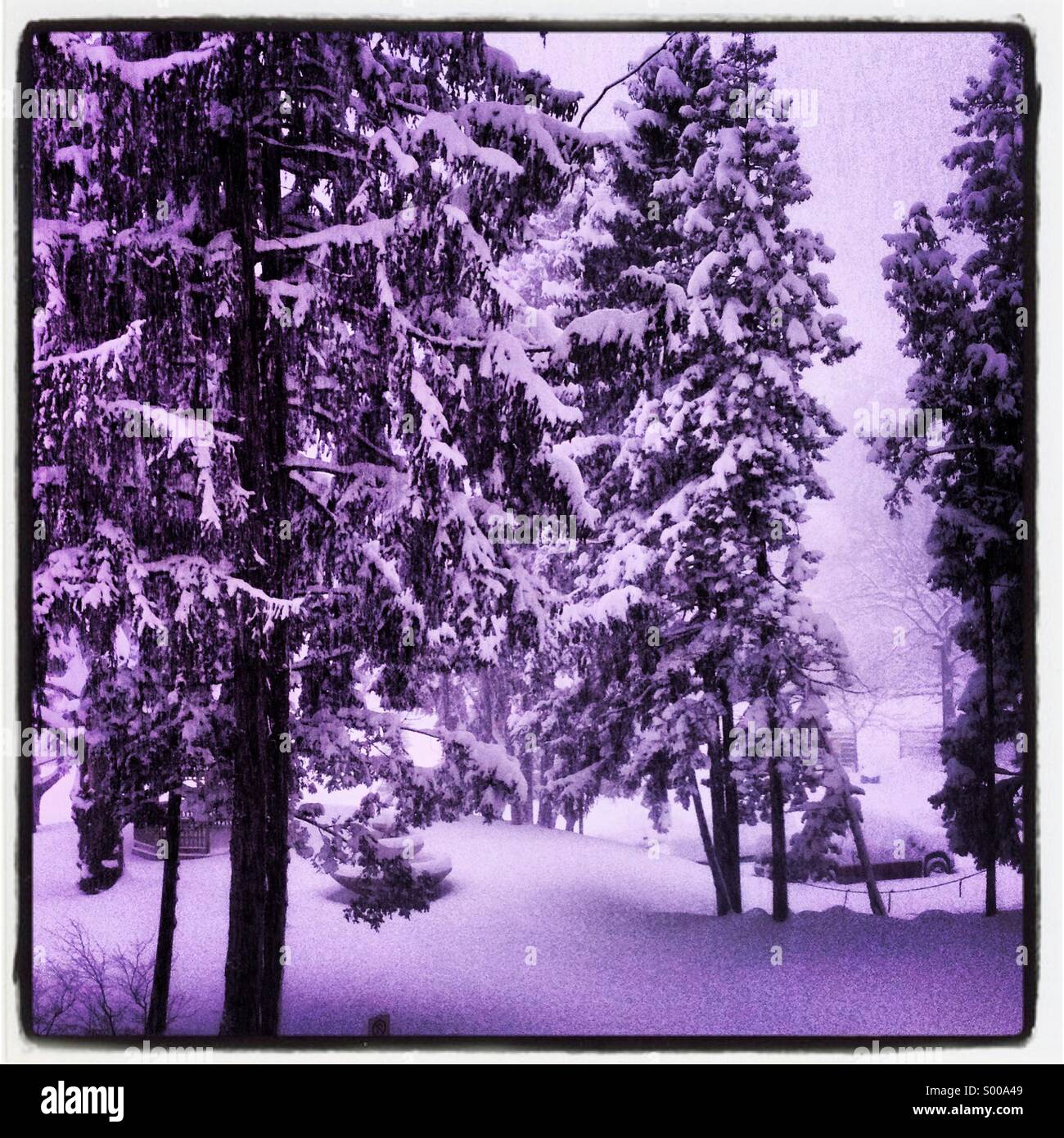 Coperta di neve alberi in London Ontario, Canada. Foto Stock