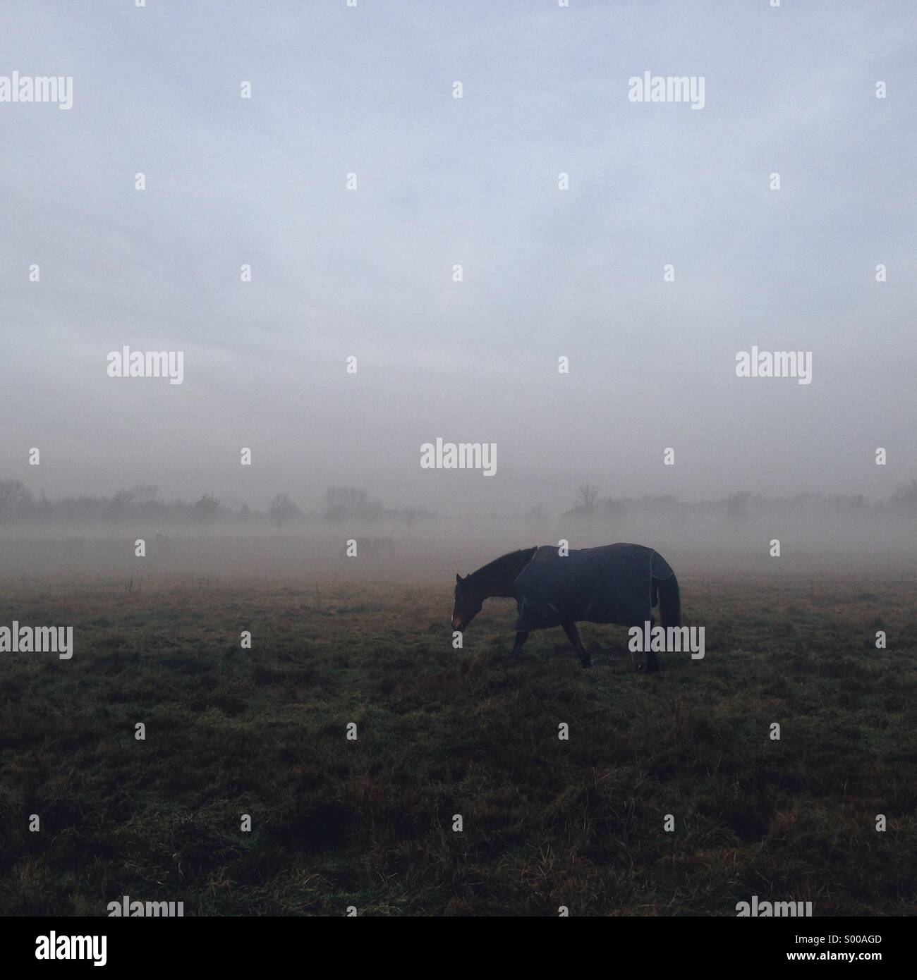 Lonely cavallo in blue coat su una nebbia tetro paesaggio Foto Stock