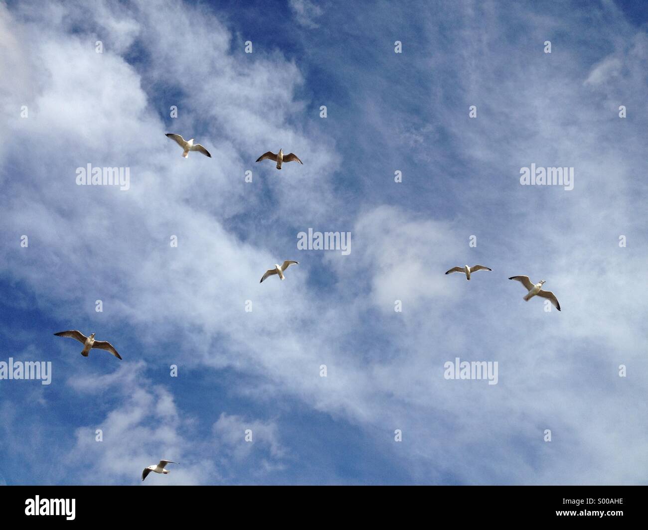 Gabbiani sorvolano la costa di Suffolk, Regno Unito. Foto Stock