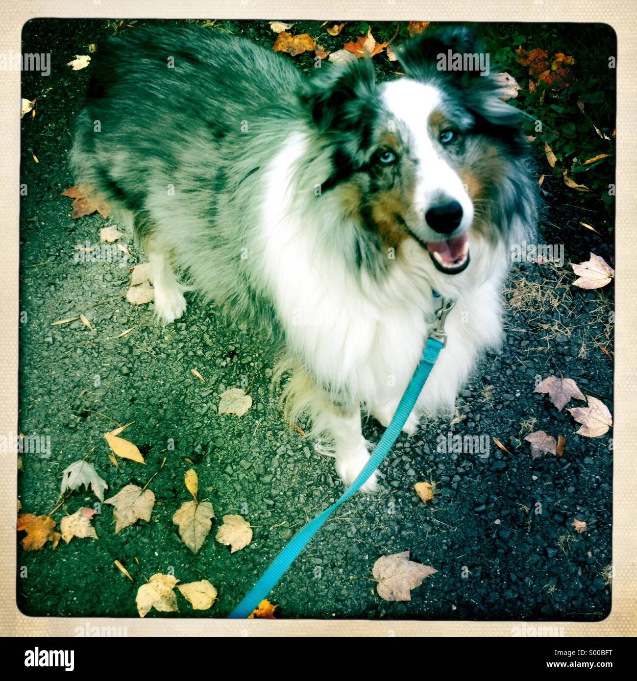 Sheltie autunnali - Immagine stock catturata con smartphone