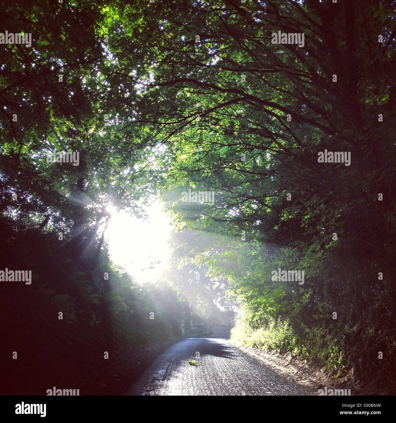 Vicolo del paese, Wiltshire, Inghilterra. Nella tarda estate del 2013. Foto Stock