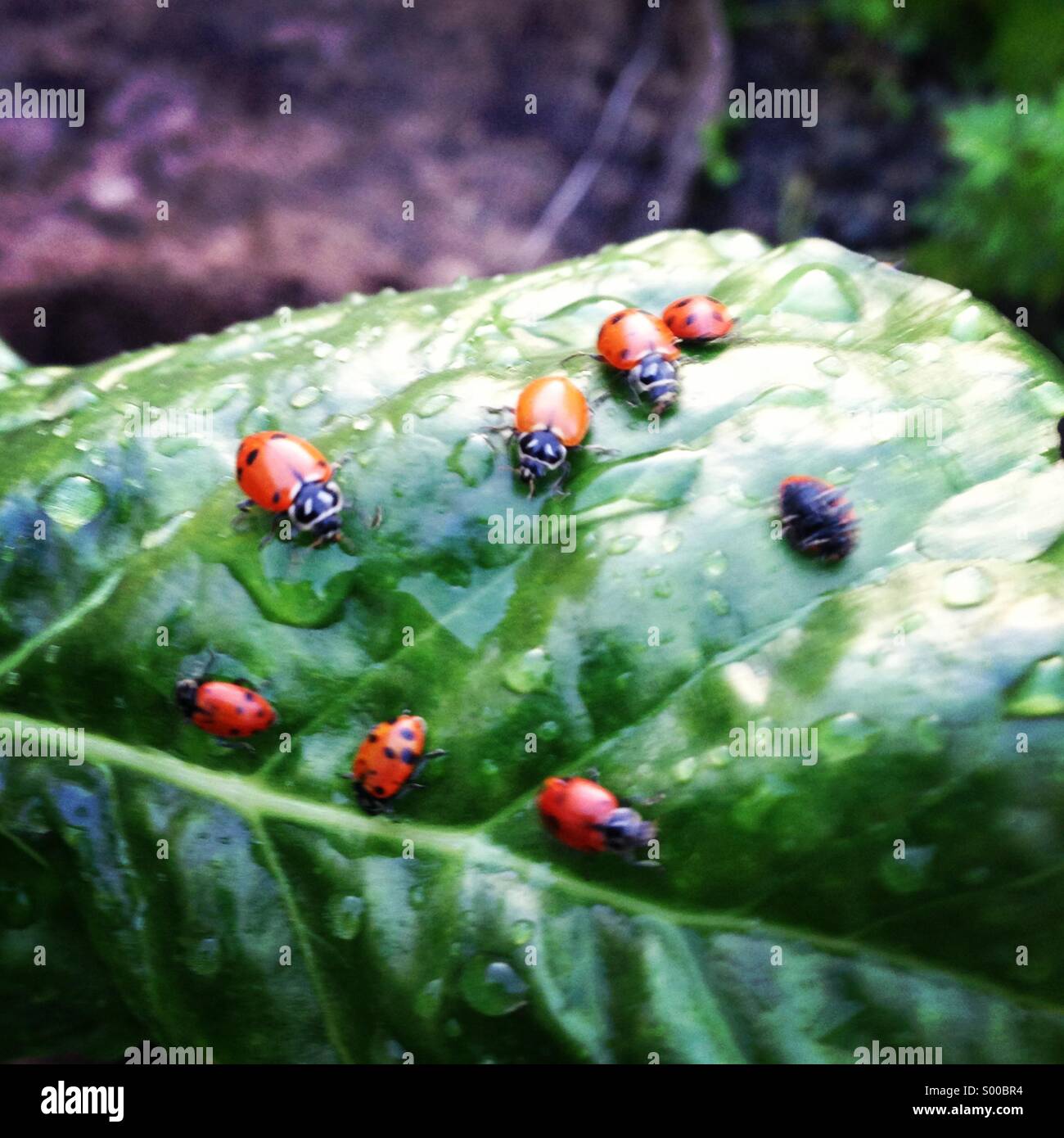 Ladybugs su una foglia Foto Stock