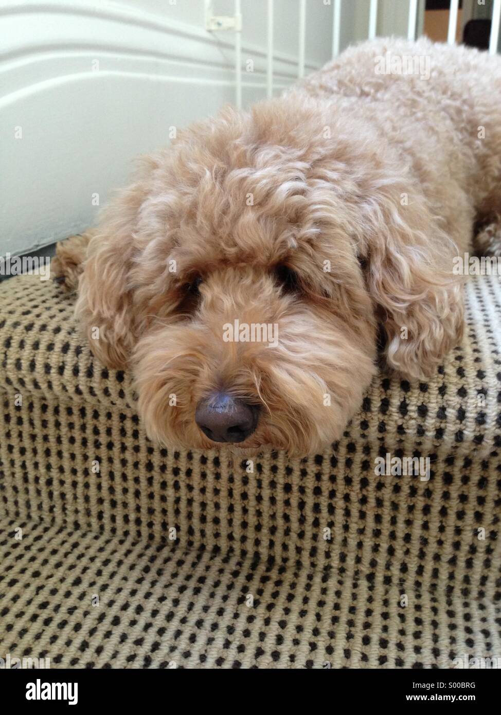 Cucciolo triste - Immagine stock catturata con smartphone