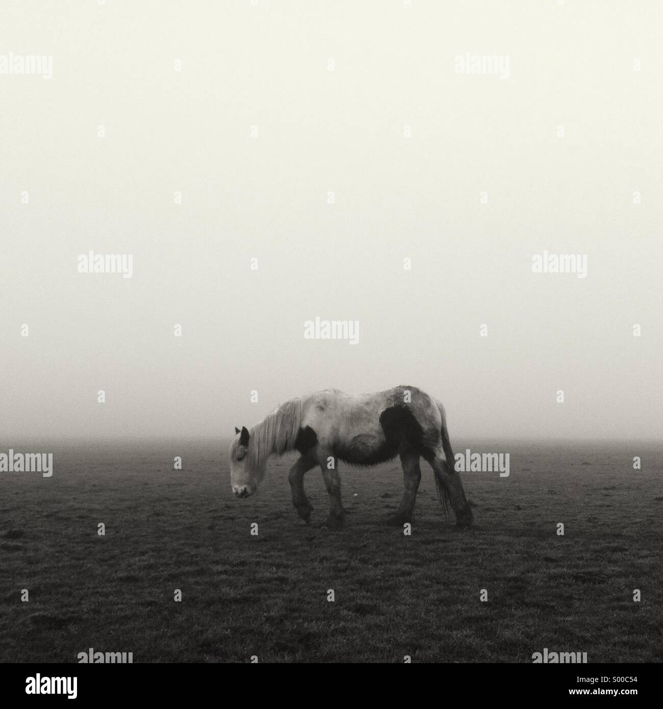 Lonely piccolo cavallo triste e perso in caso di nebbia fitta di Lincoln comune ovest Foto Stock