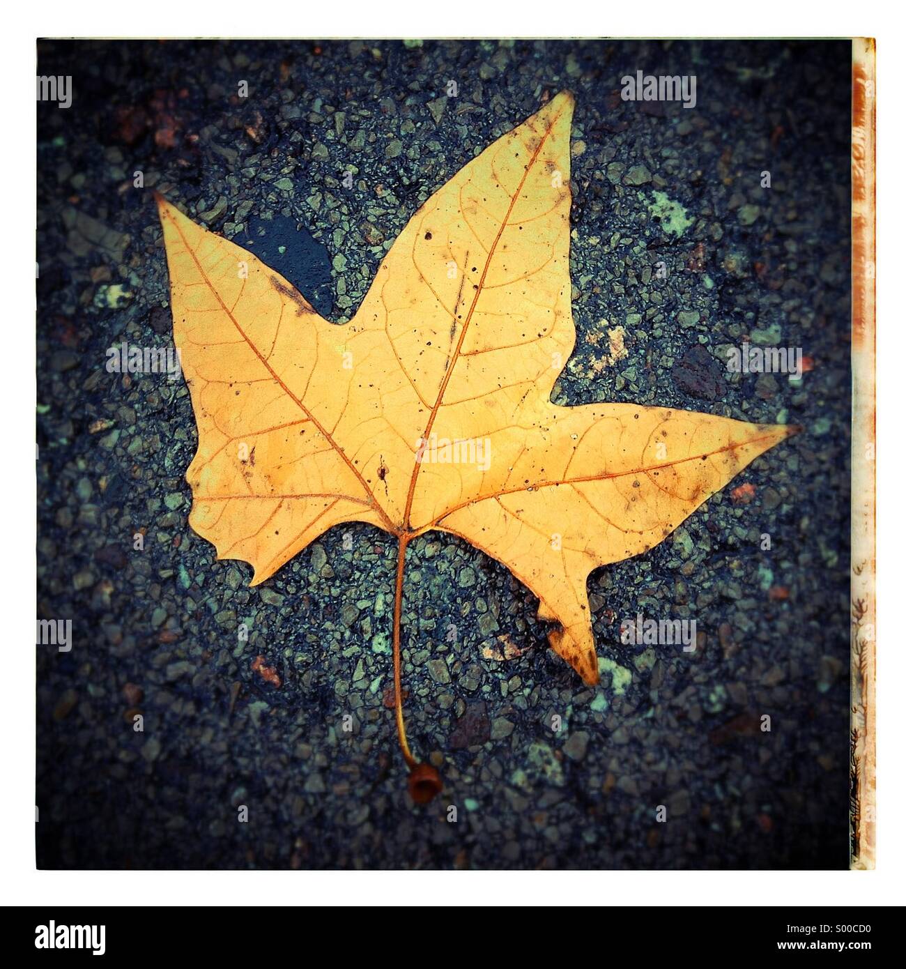 Unico caduto foglie di autunno su un marciapiede marciapiede in una città Foto Stock
