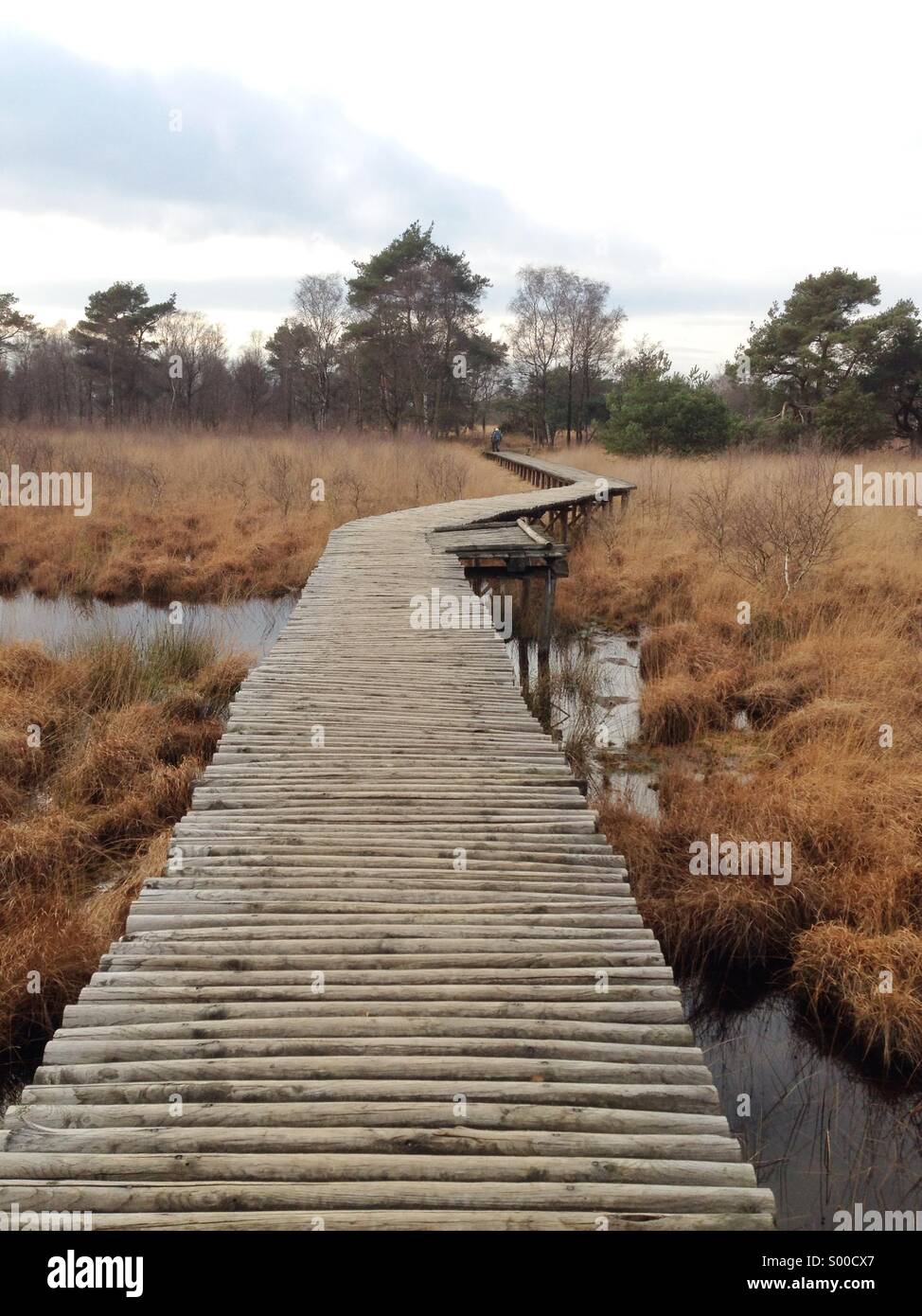 Passerella in legno in una palude nel parco nazionale di 'De Groote Peel' in Ospel, Paesi Bassi. Foto Stock