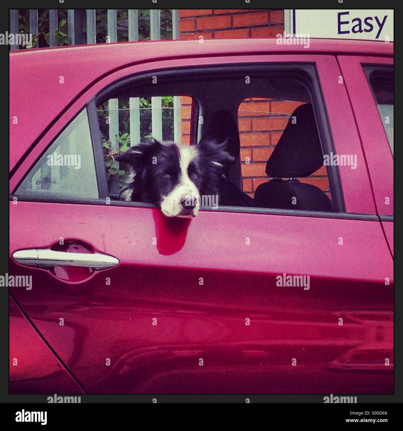 Cane con atteggiamento pende al di fuori della vettura Foto Stock